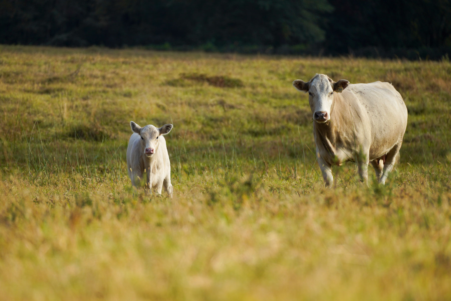 Long Hollow Ranch property picture 8 of 36
