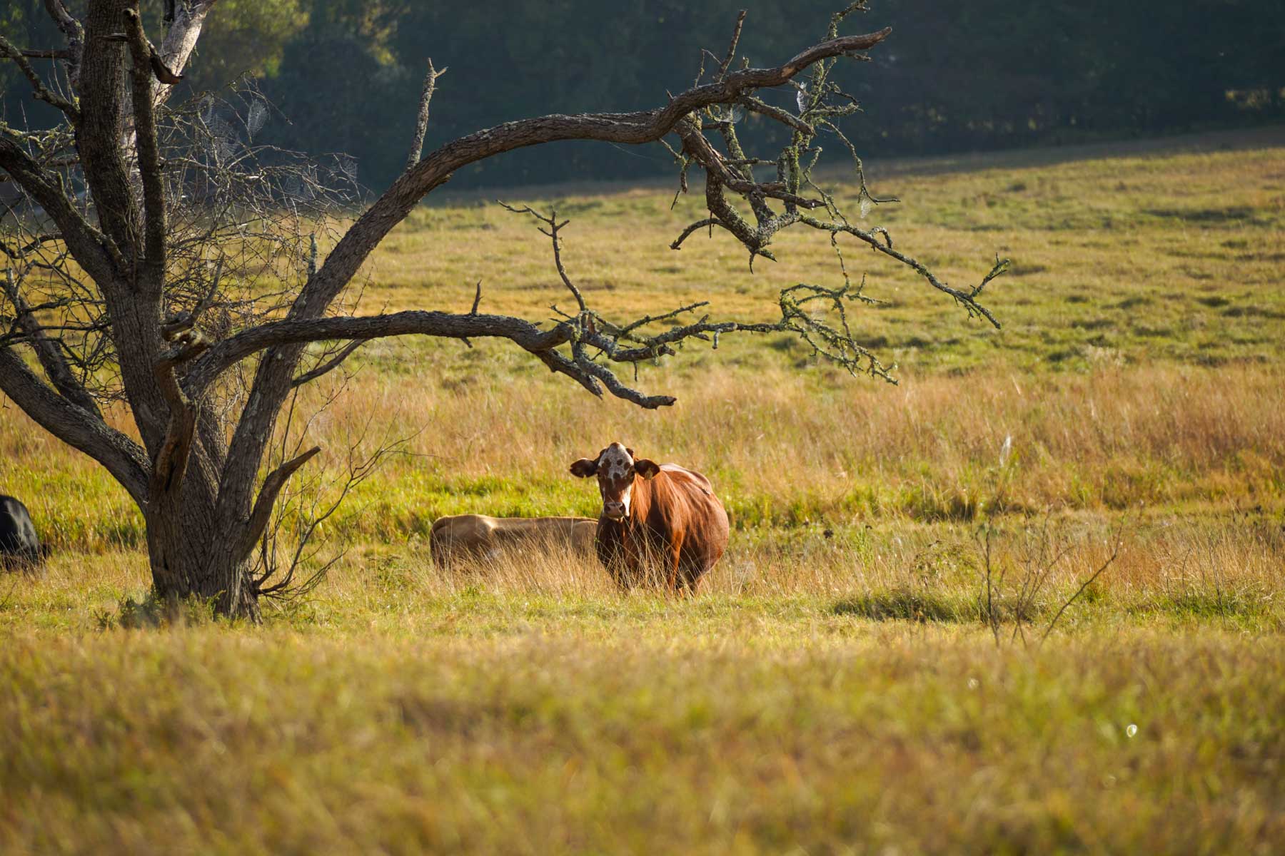 Long Hollow Ranch property picture 20 of 36