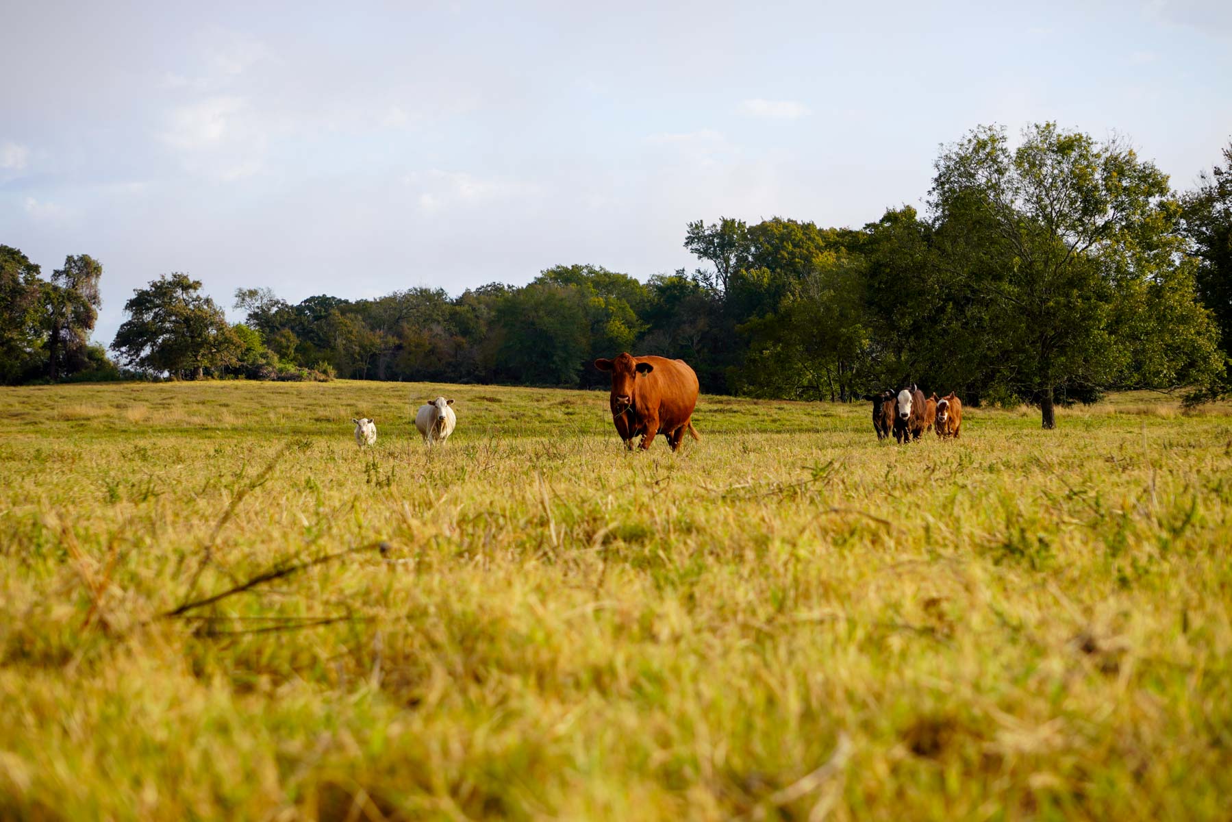 Long Hollow Ranch property picture 18 of 36