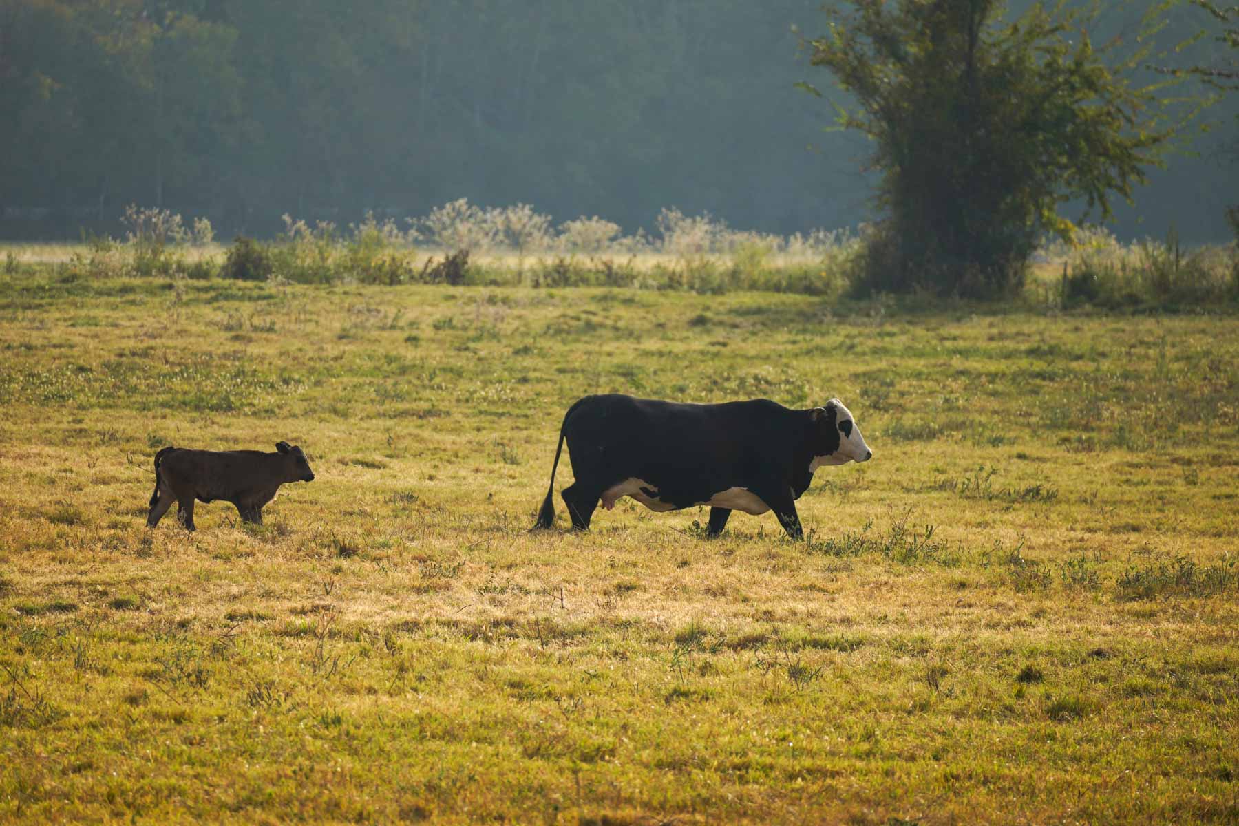 Long Hollow Ranch property picture 32 of 36