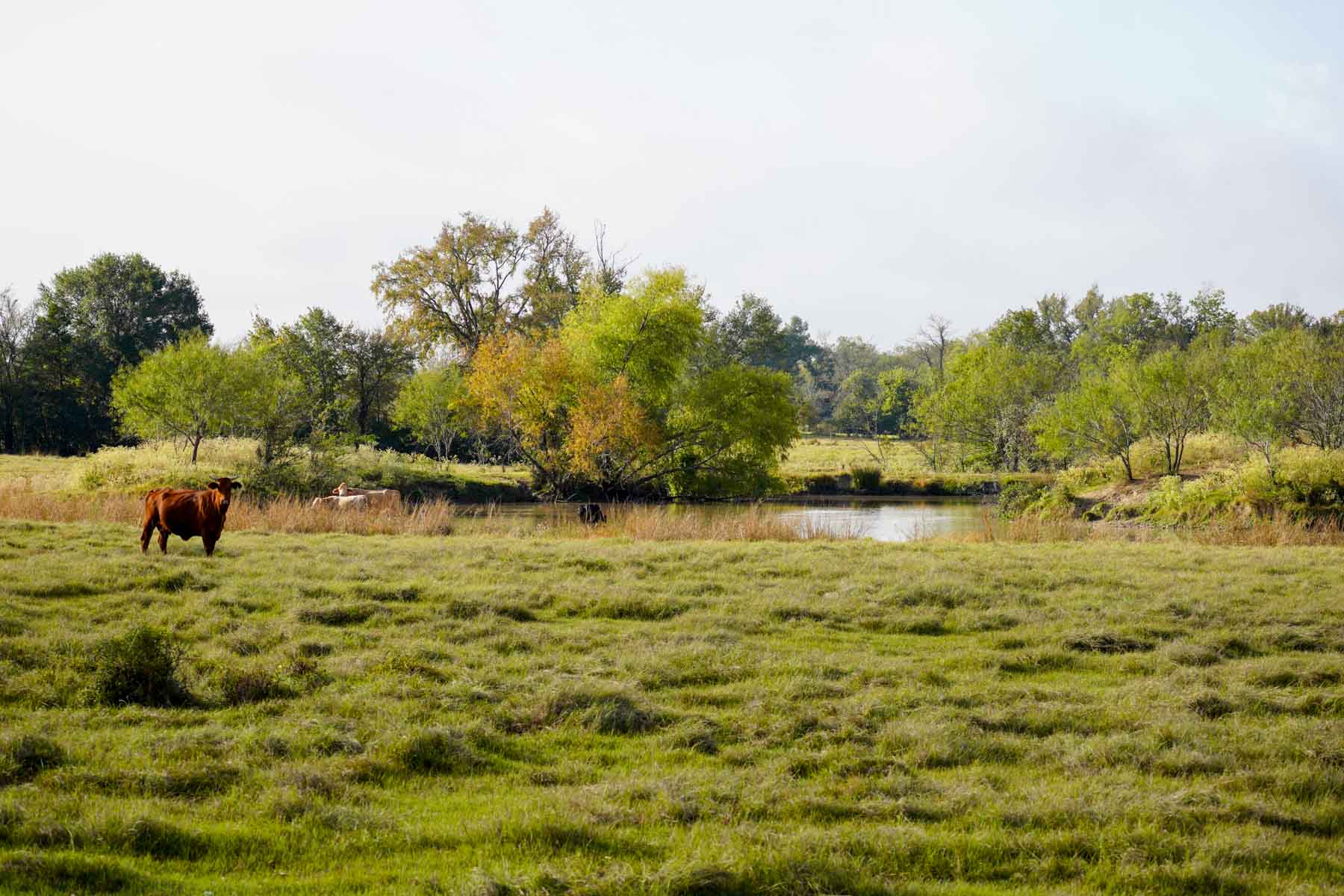 Long Hollow Ranch property picture 13 of 36