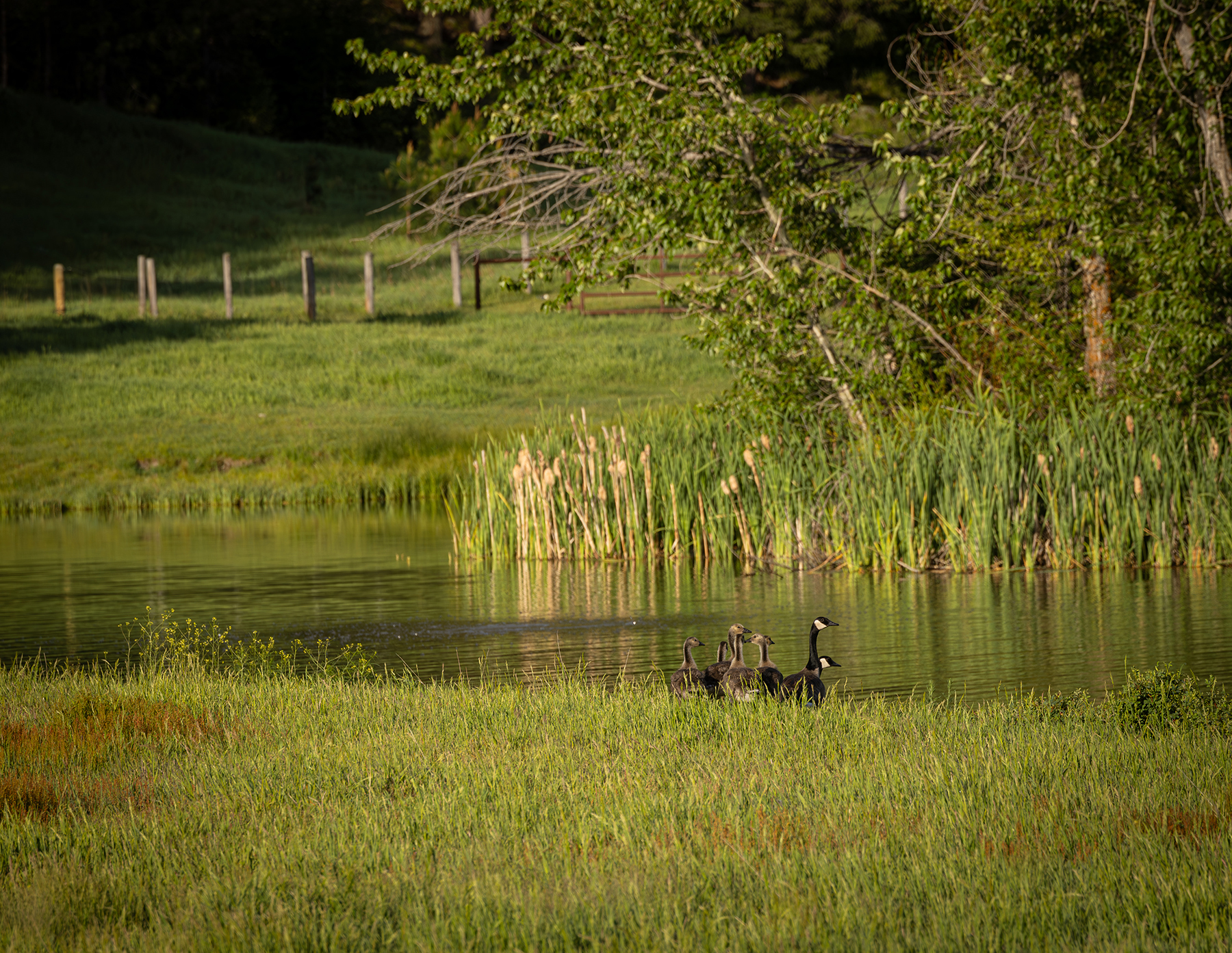 Two Feathers Ranch property picture 64 of 101