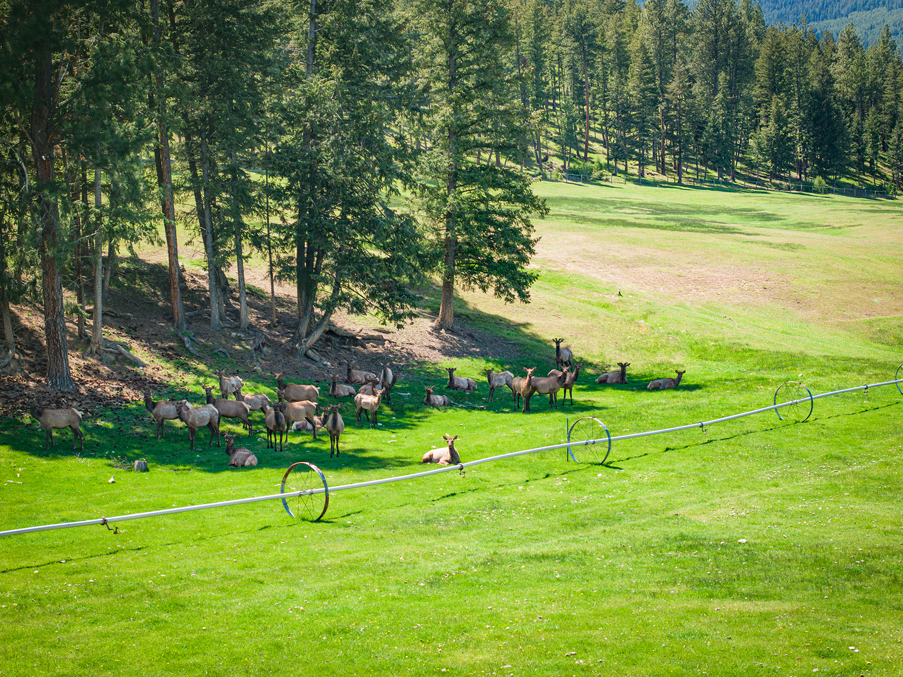 Two Feathers Ranch property picture 96 of 101