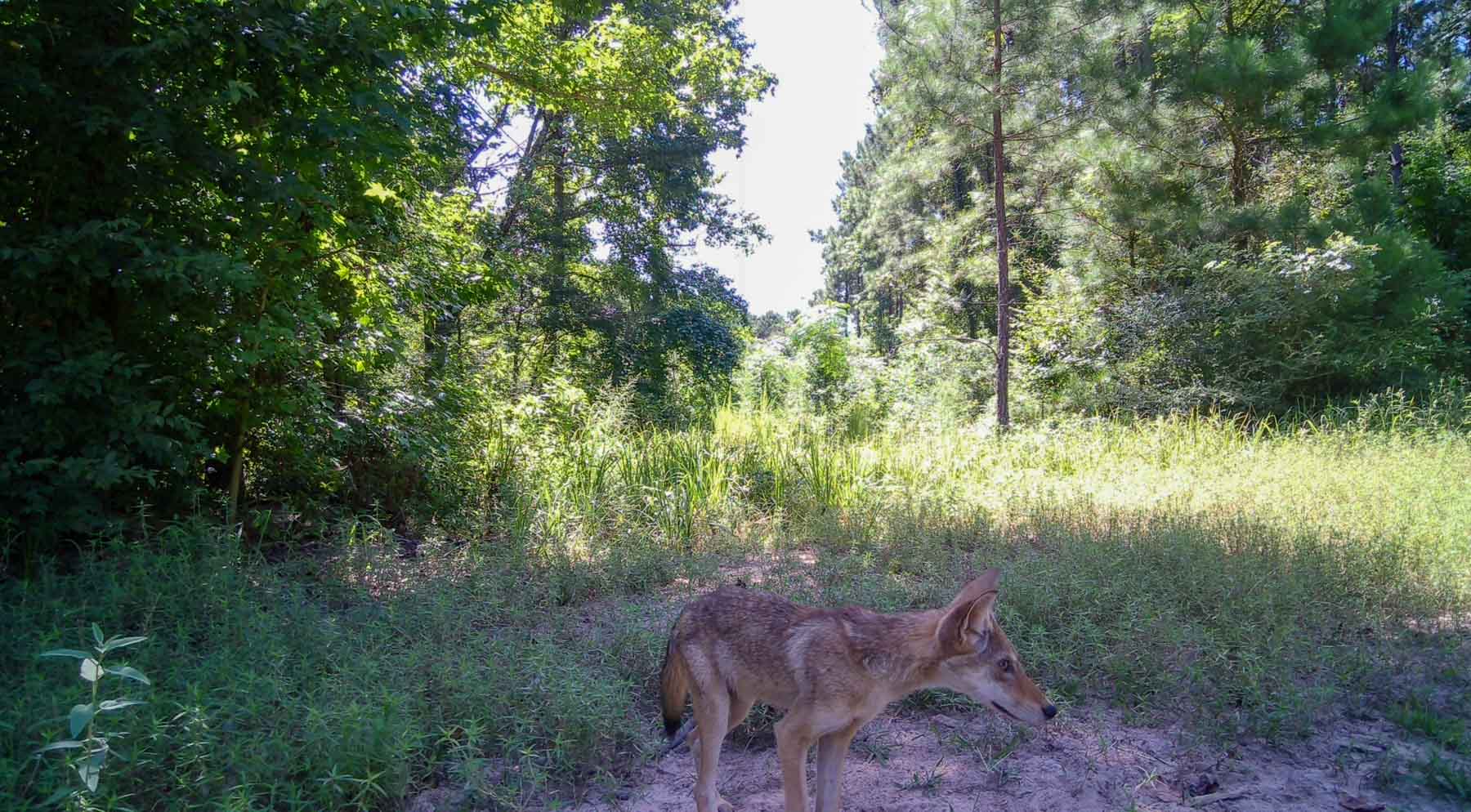 Bobcat Ridge Ranch property picture 65 of 99