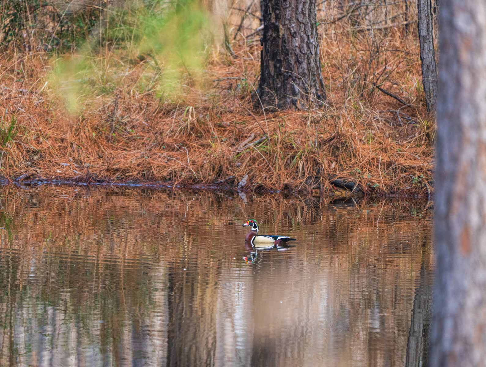 Bobcat Ridge Ranch property picture 5 of 99