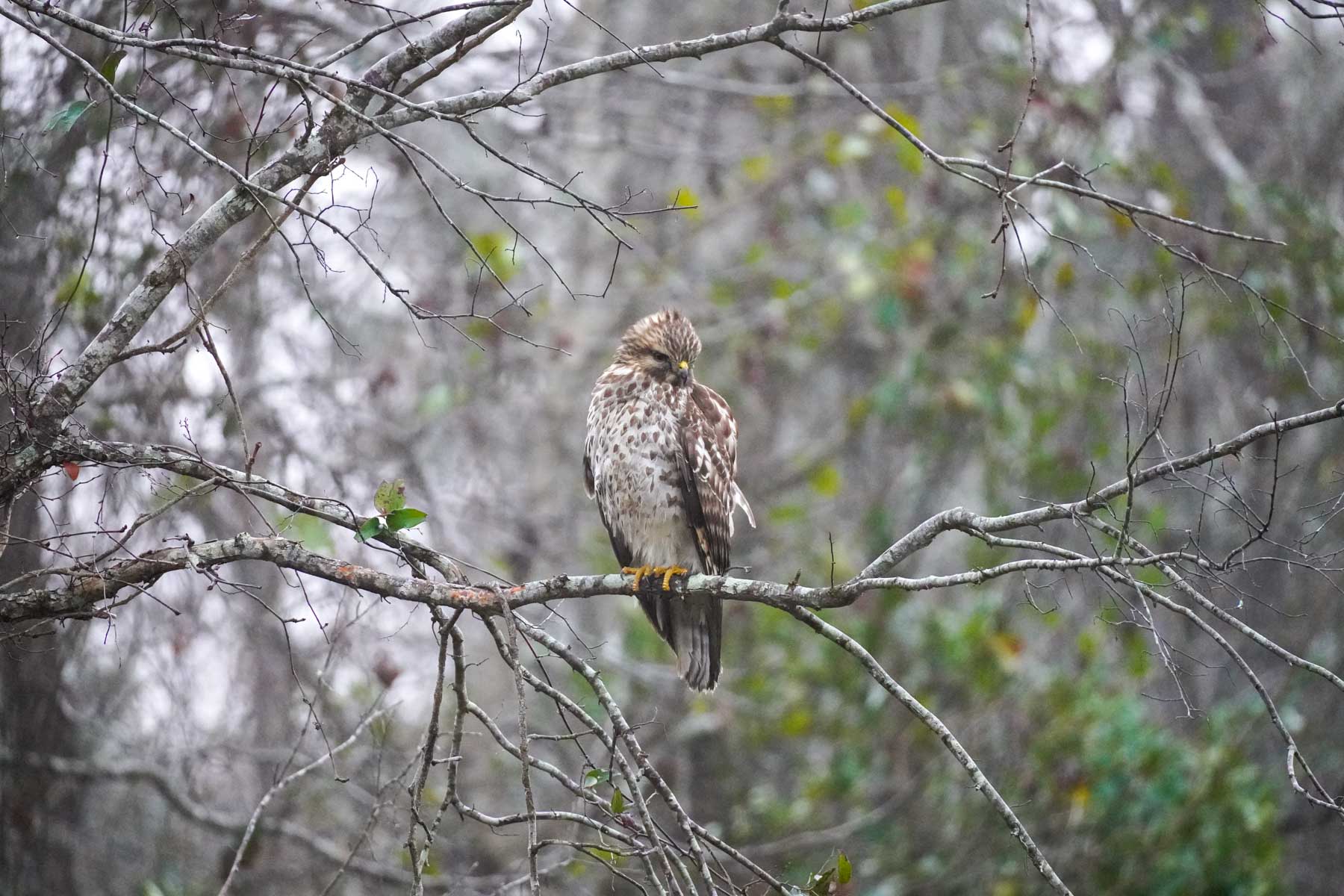 Bobcat Ridge Ranch property picture 19 of 99