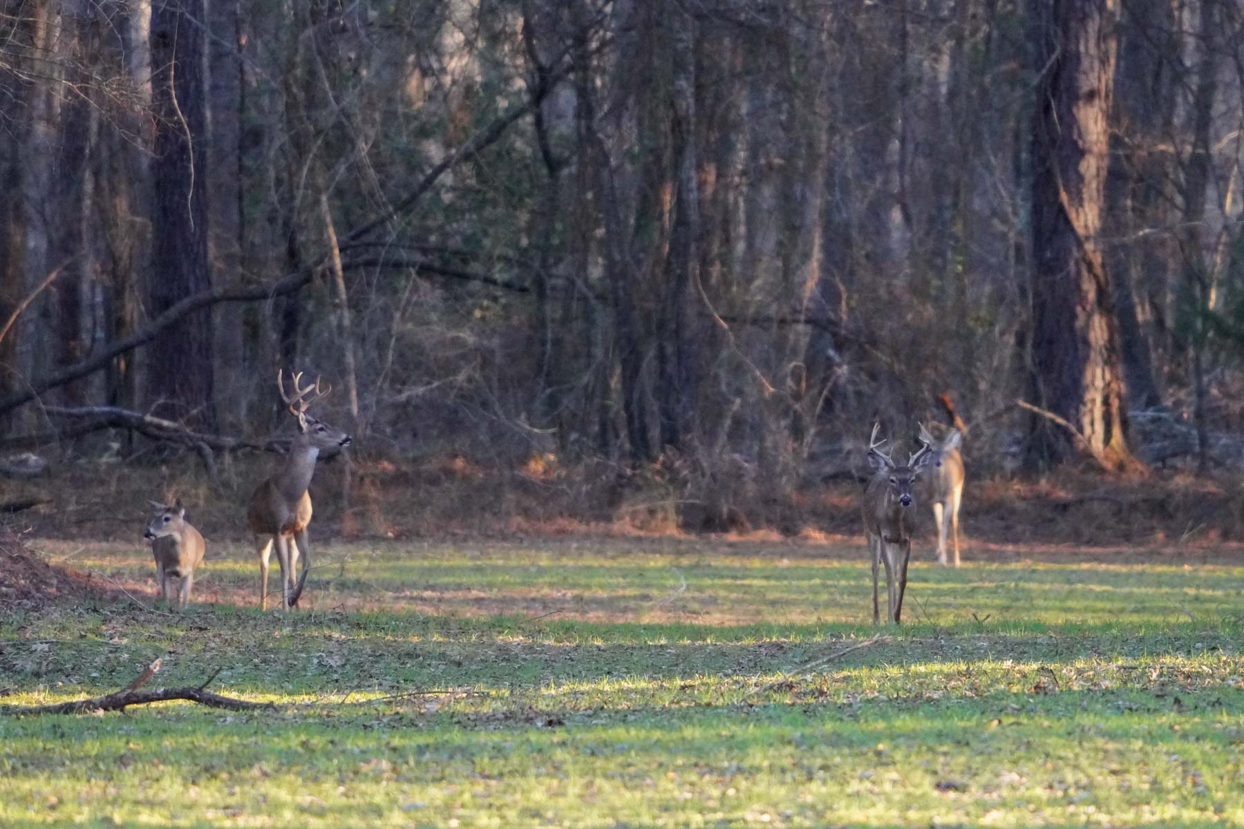 Bobcat Ridge Ranch property picture 17 of 99