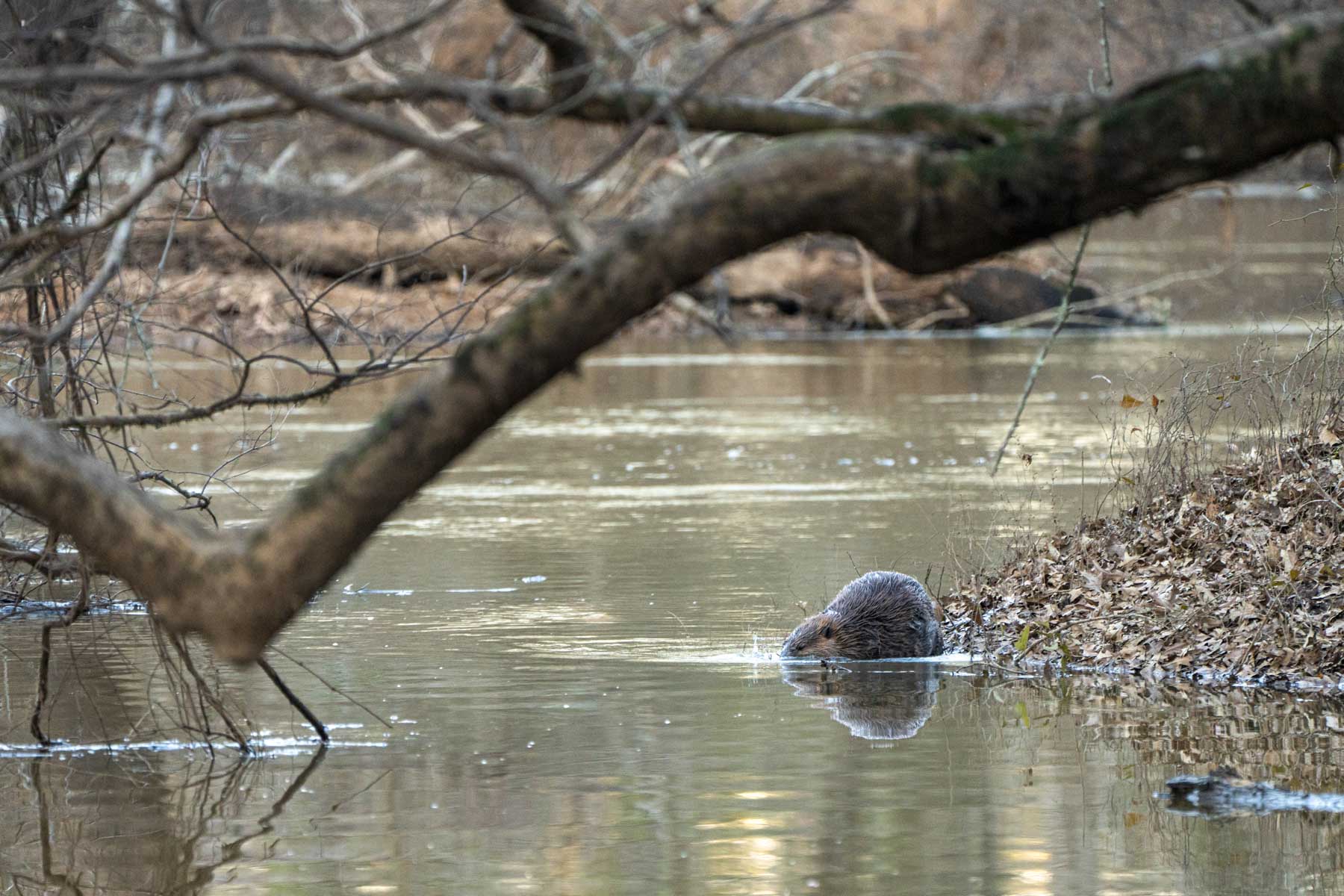 Bobcat Ridge Ranch property picture 26 of 99