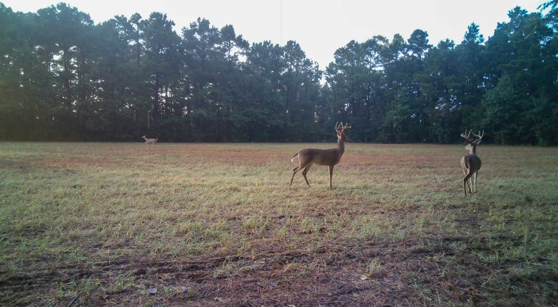 Bobcat Ridge Ranch property picture 87 of 99