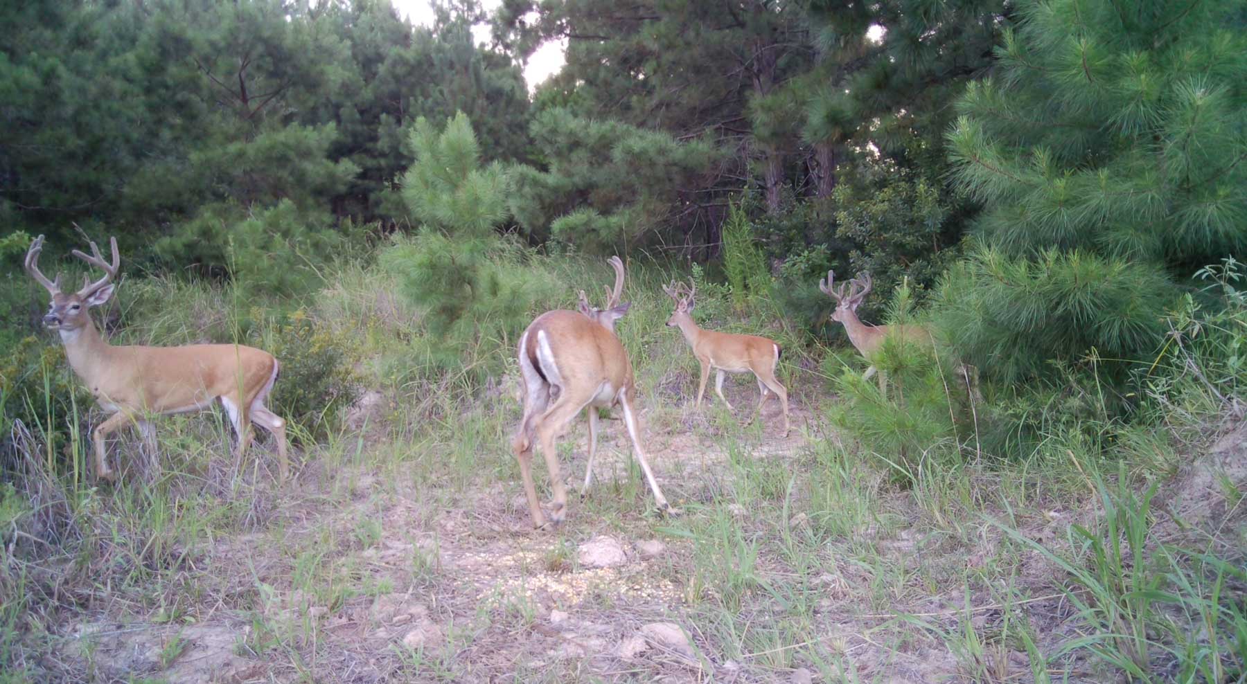Bobcat Ridge Ranch property picture 63 of 99