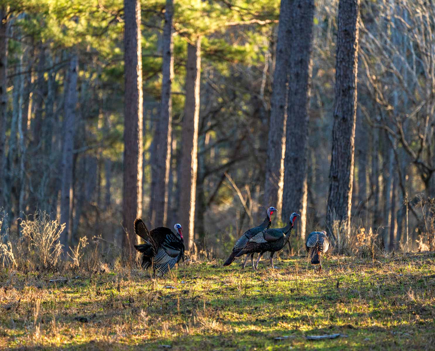 Bobcat Ridge Ranch property picture 46 of 99