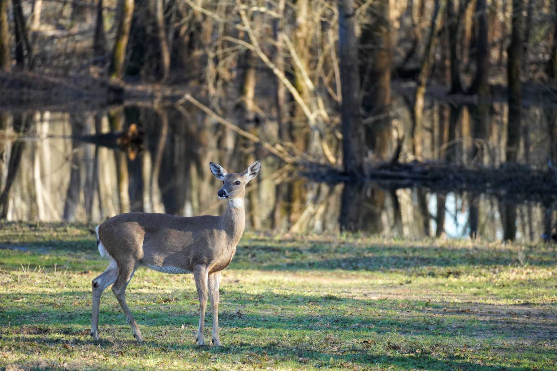 Bobcat Ridge Ranch property picture 52 of 99