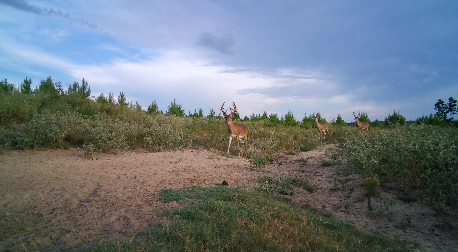 Bobcat Ridge Ranch property picture 78 of 99