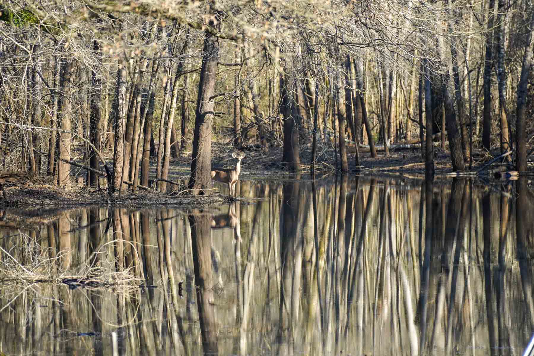 Bobcat Ridge Ranch property picture 20 of 99