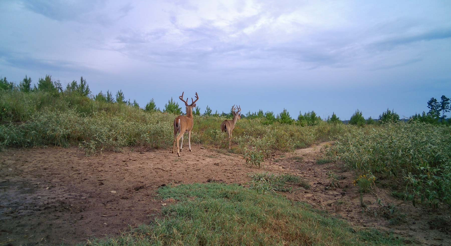 Bobcat Ridge Ranch property picture 81 of 99