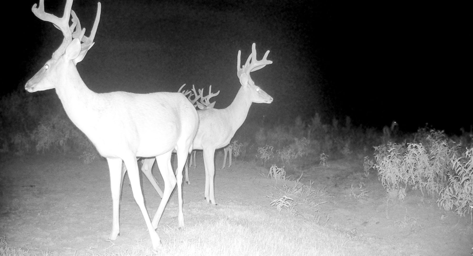 Bobcat Ridge Ranch property picture 70 of 99