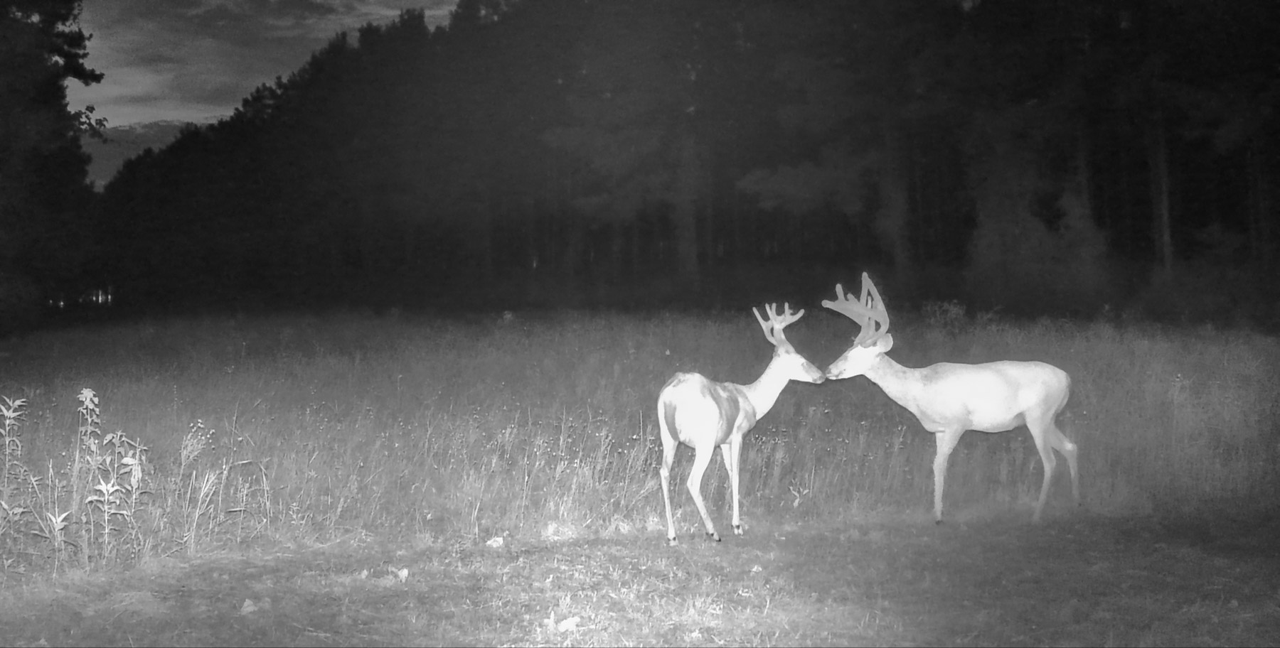 Bobcat Ridge Ranch property picture 62 of 99