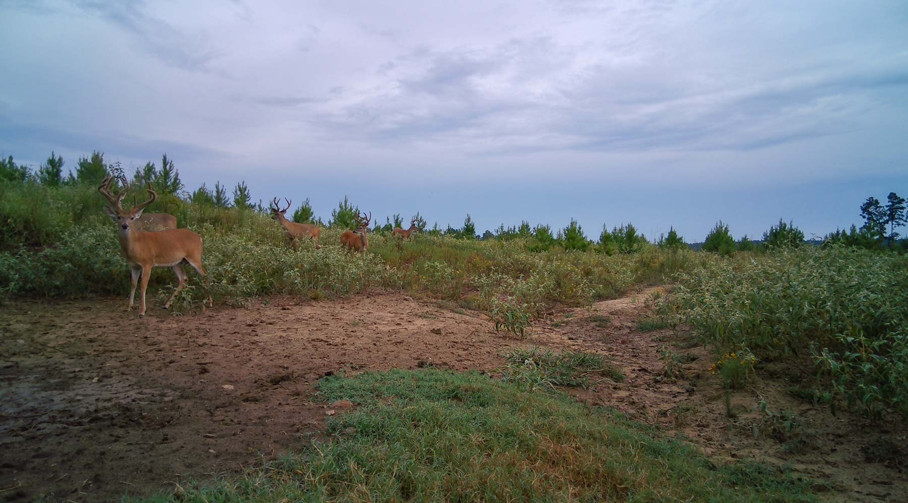 Bobcat Ridge Ranch property picture 82 of 99