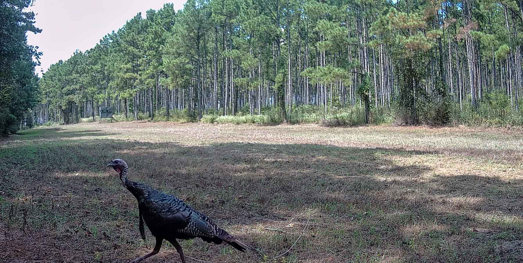 Bobcat Ridge Ranch property picture 92 of 99