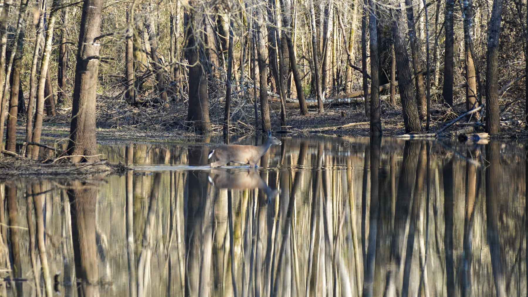 Bobcat Ridge Ranch property picture 50 of 99