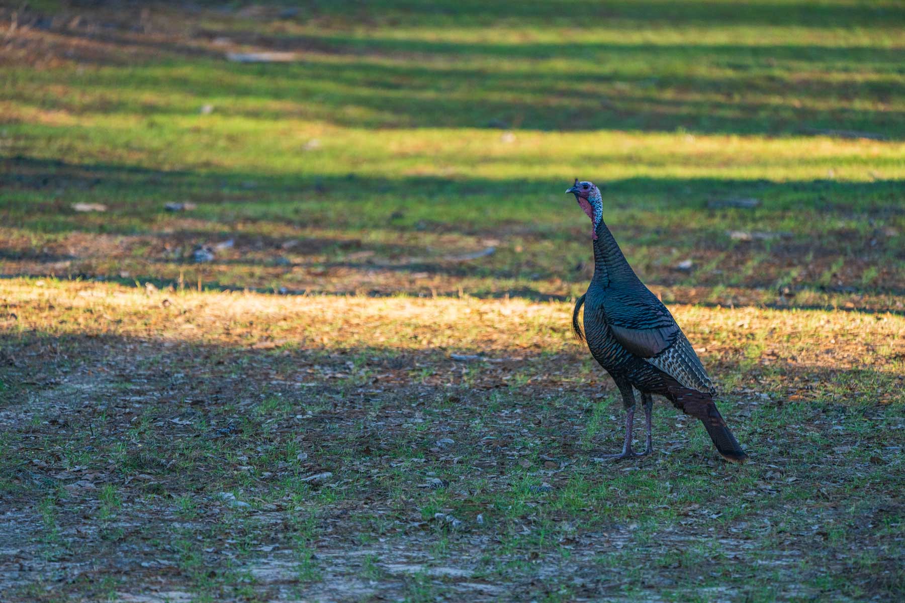 Bobcat Ridge Ranch property picture 45 of 99