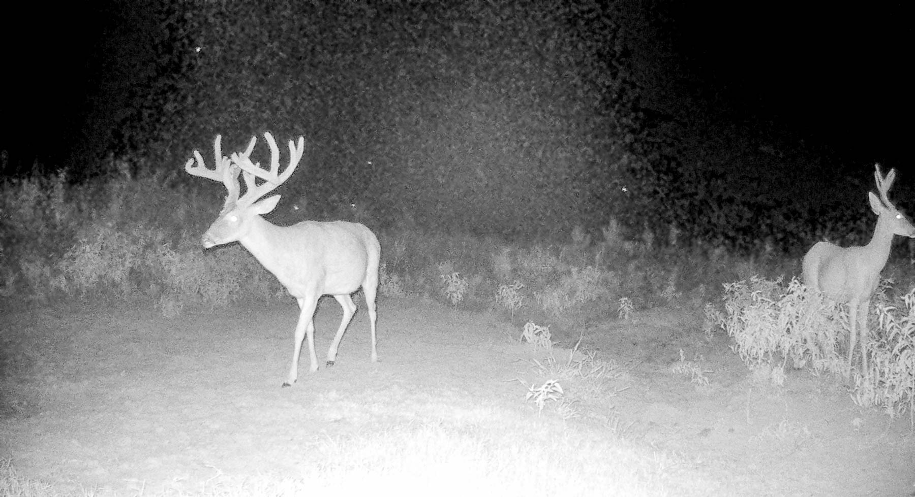 Bobcat Ridge Ranch property picture 69 of 99