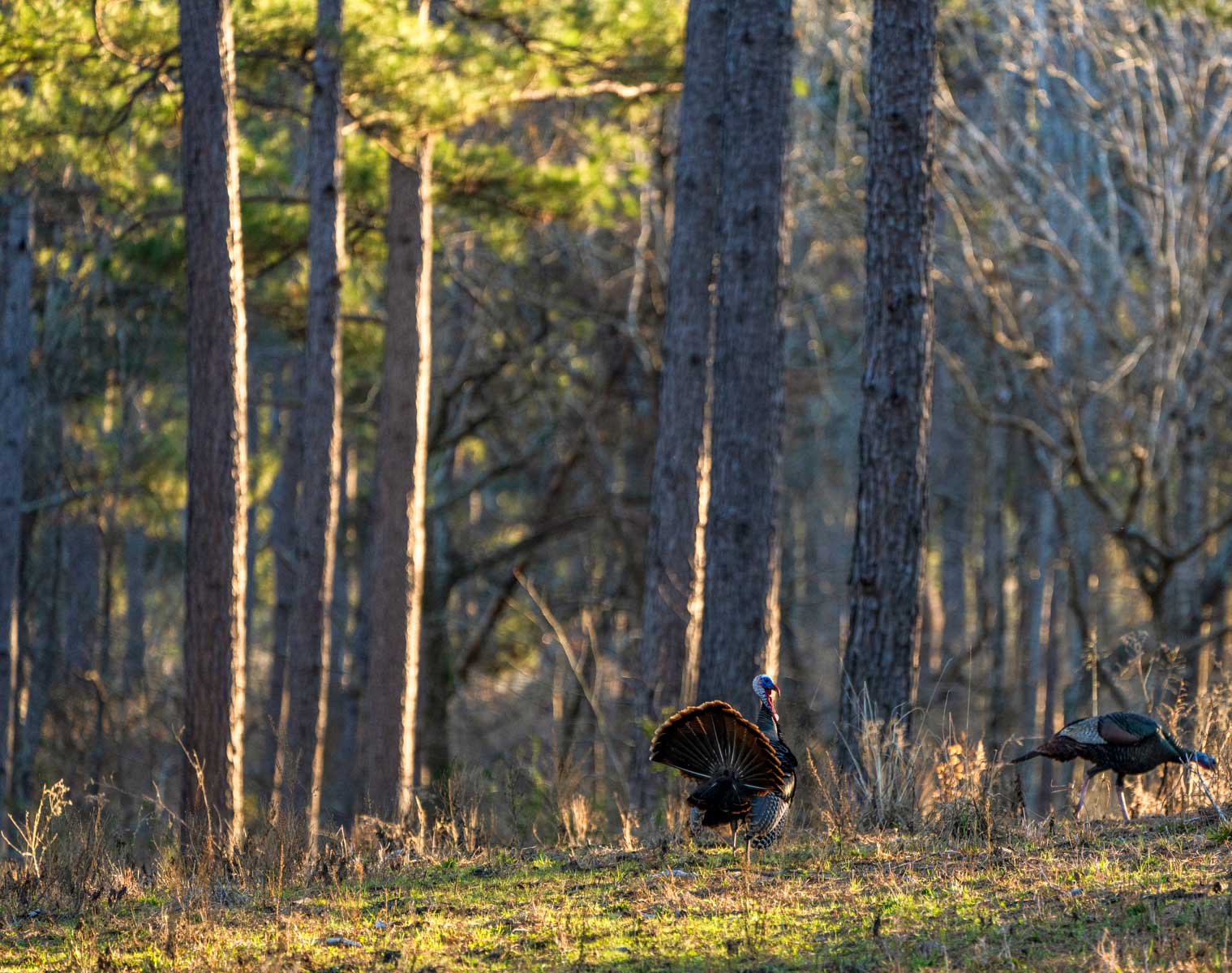 Bobcat Ridge Ranch property picture 8 of 99