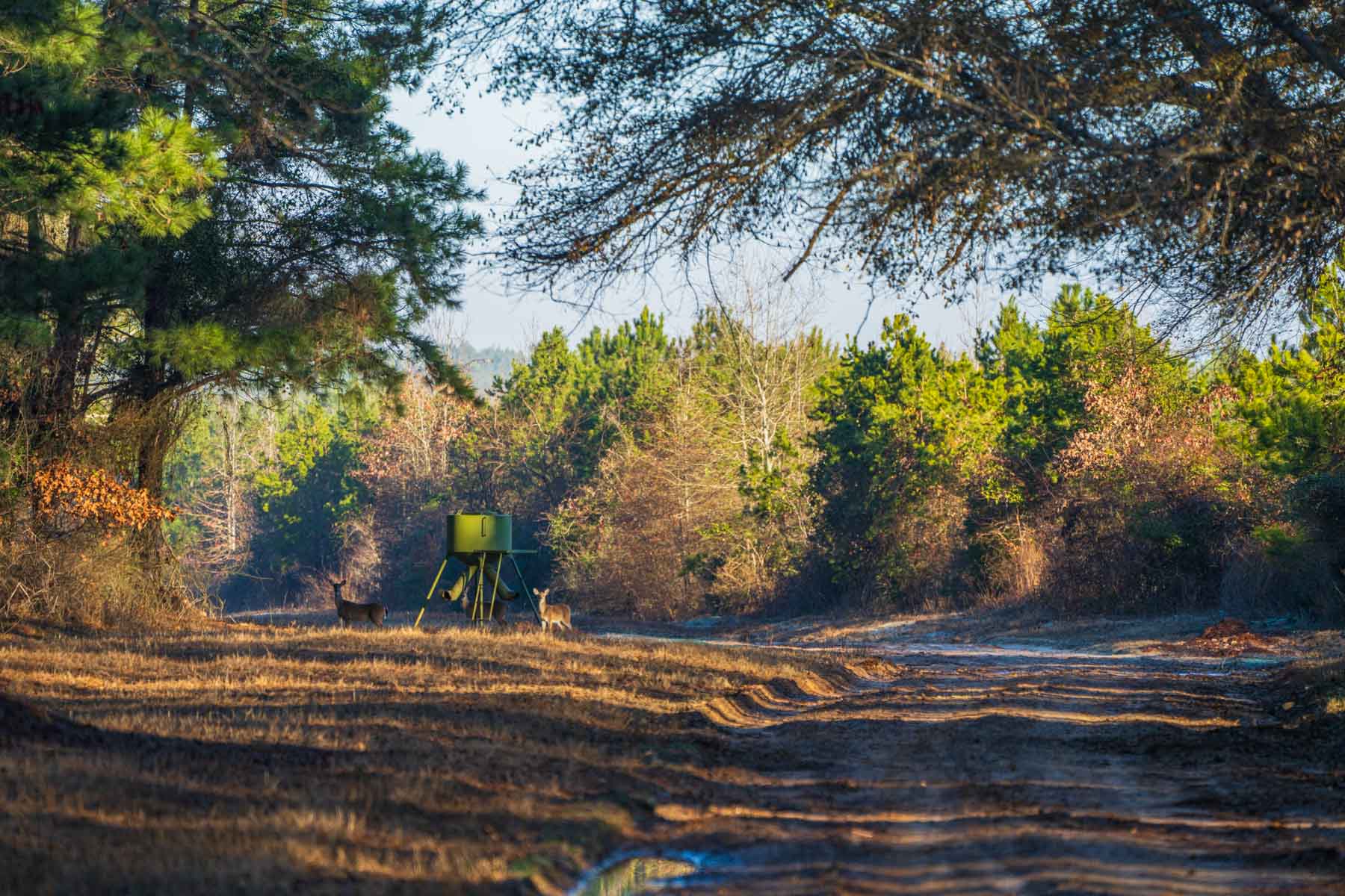 Bobcat Ridge Ranch property picture 28 of 99