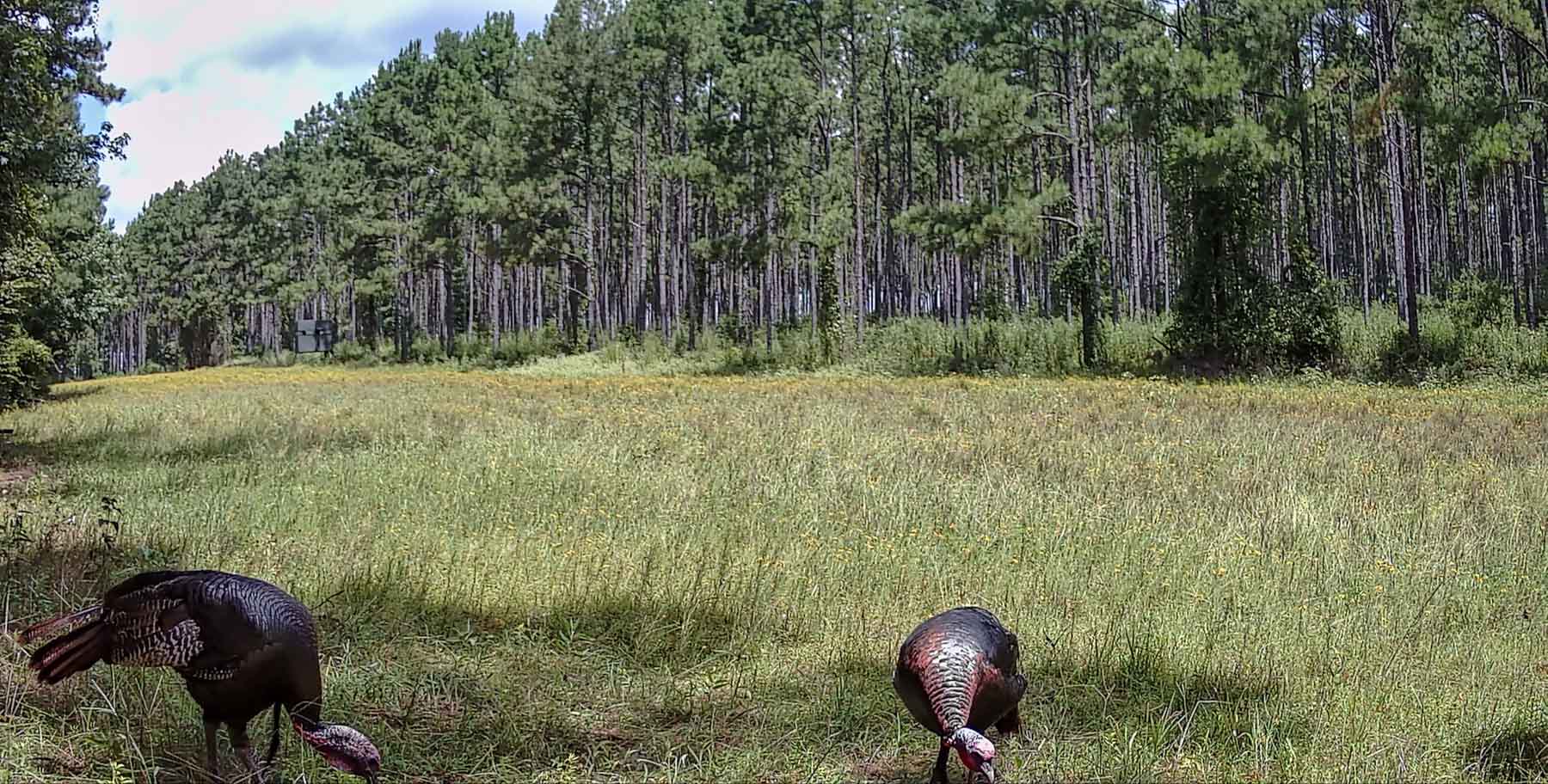 Bobcat Ridge Ranch property picture 60 of 99