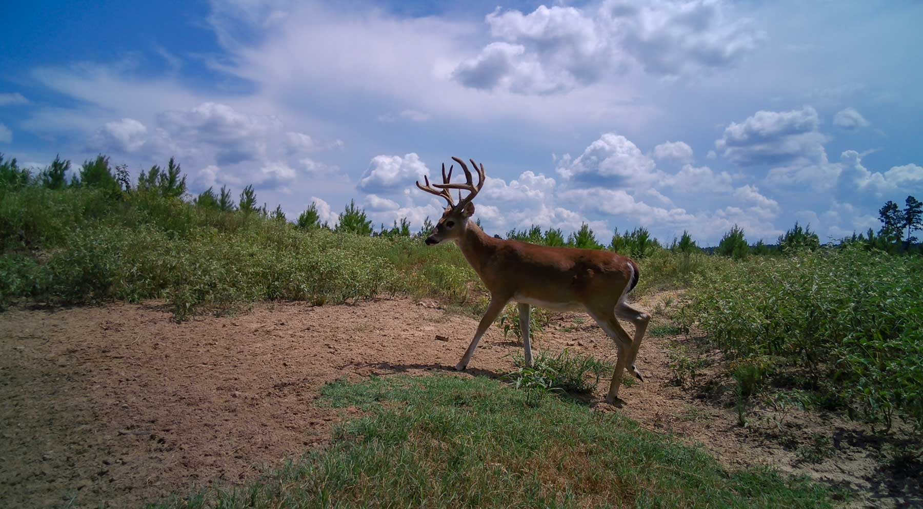 Bobcat Ridge Ranch property picture 83 of 99