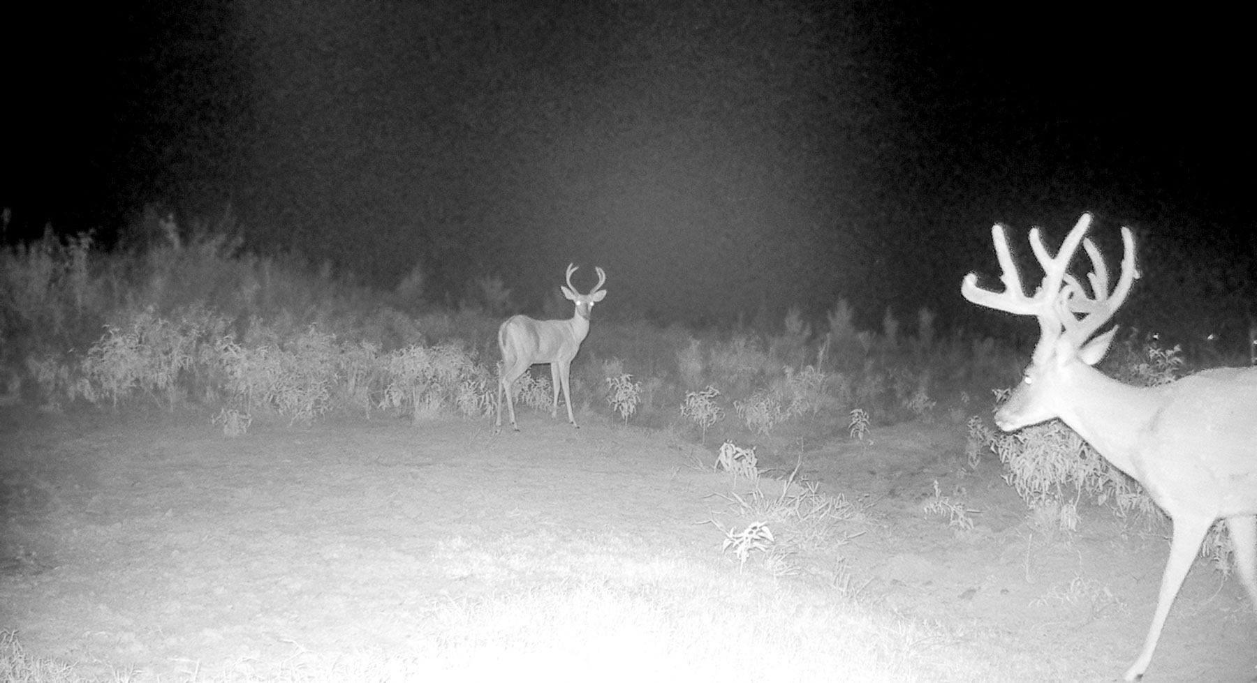 Bobcat Ridge Ranch property picture 68 of 99