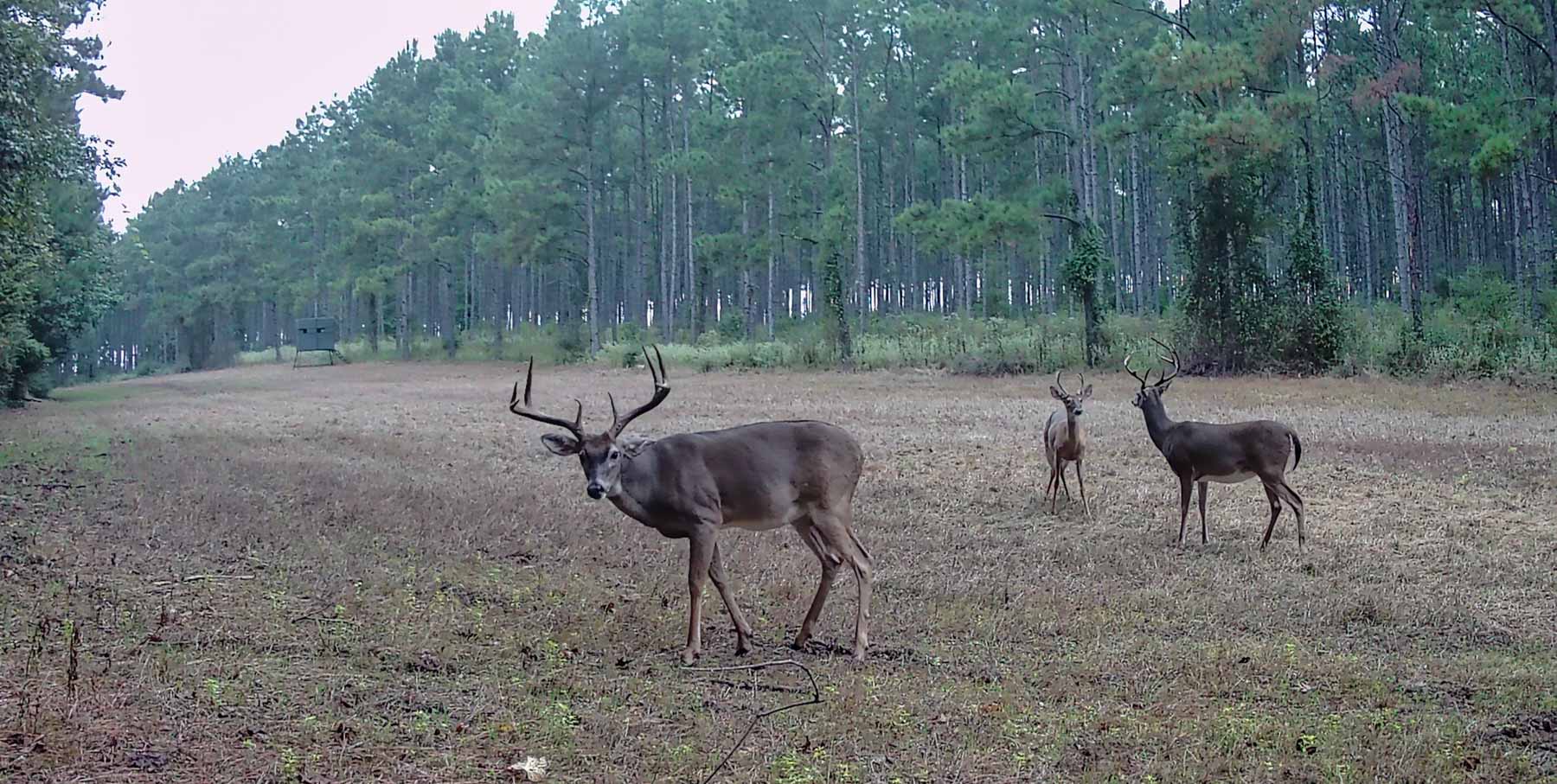 Bobcat Ridge Ranch property picture 89 of 99