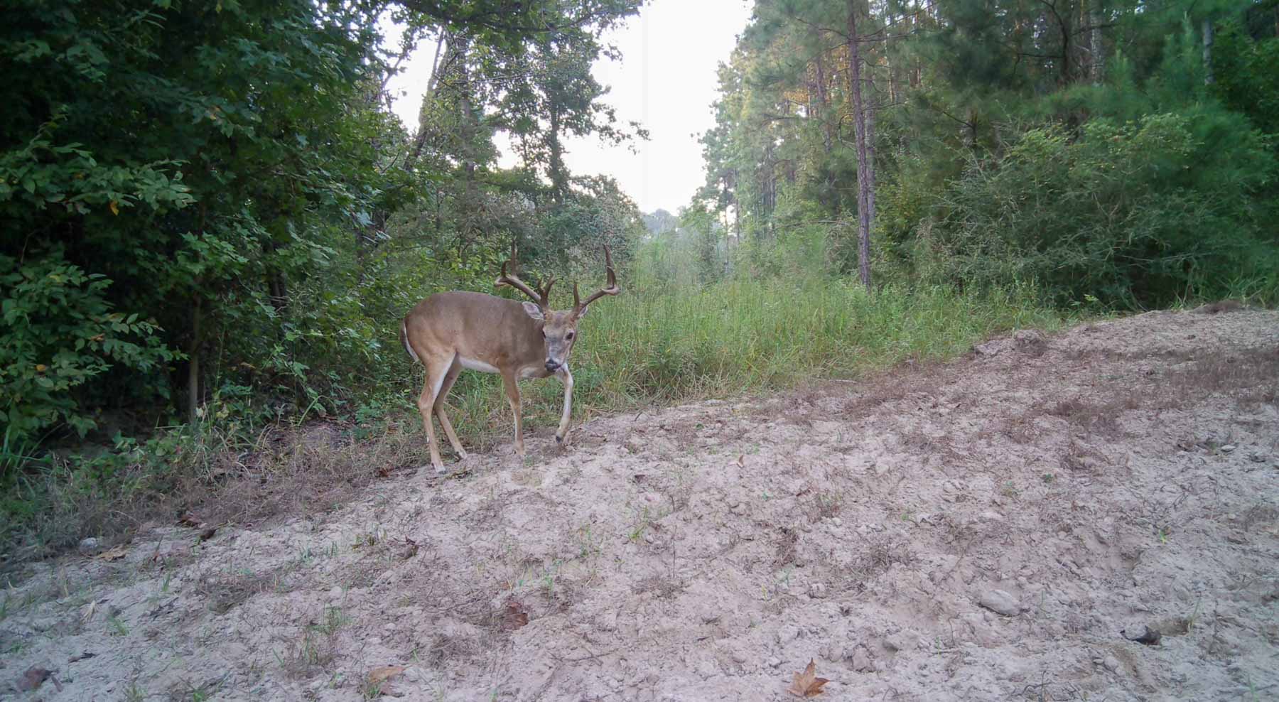 Bobcat Ridge Ranch property picture 90 of 99