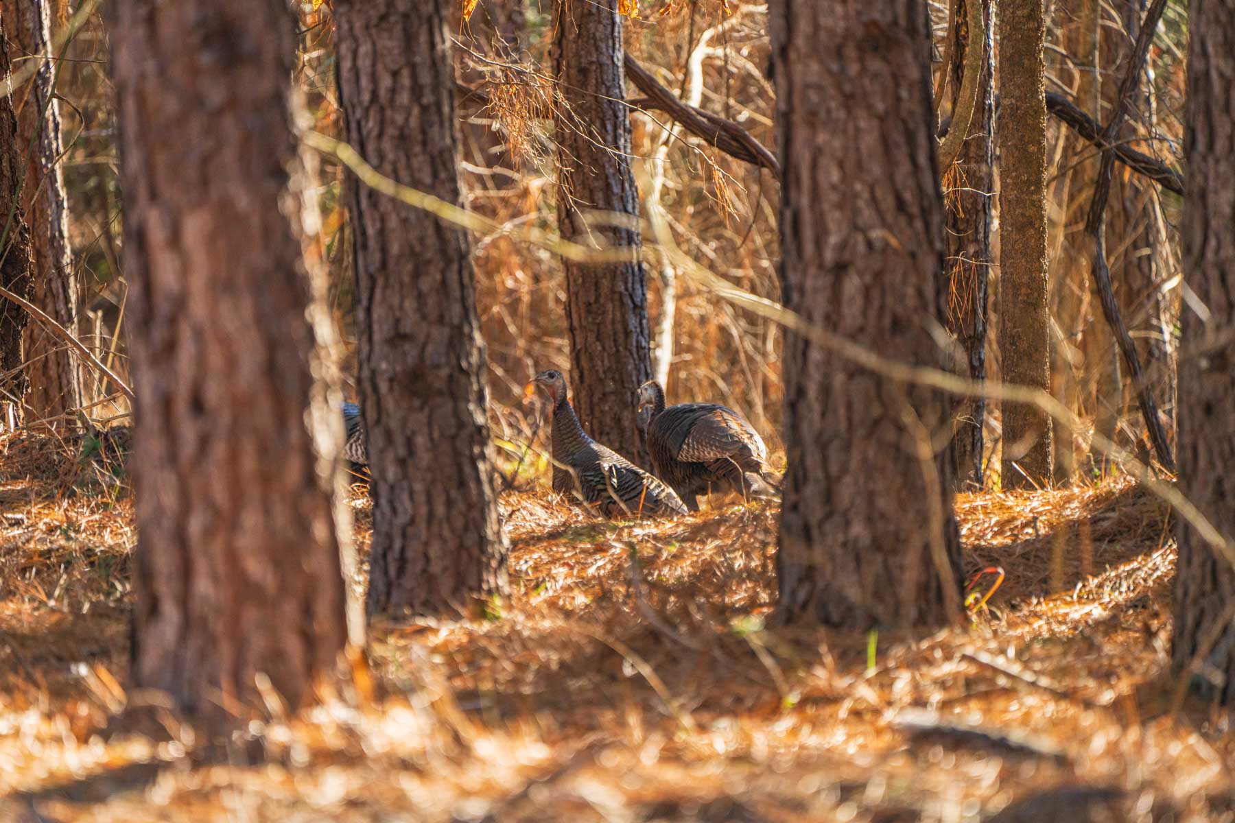 Bobcat Ridge Ranch property picture 23 of 99