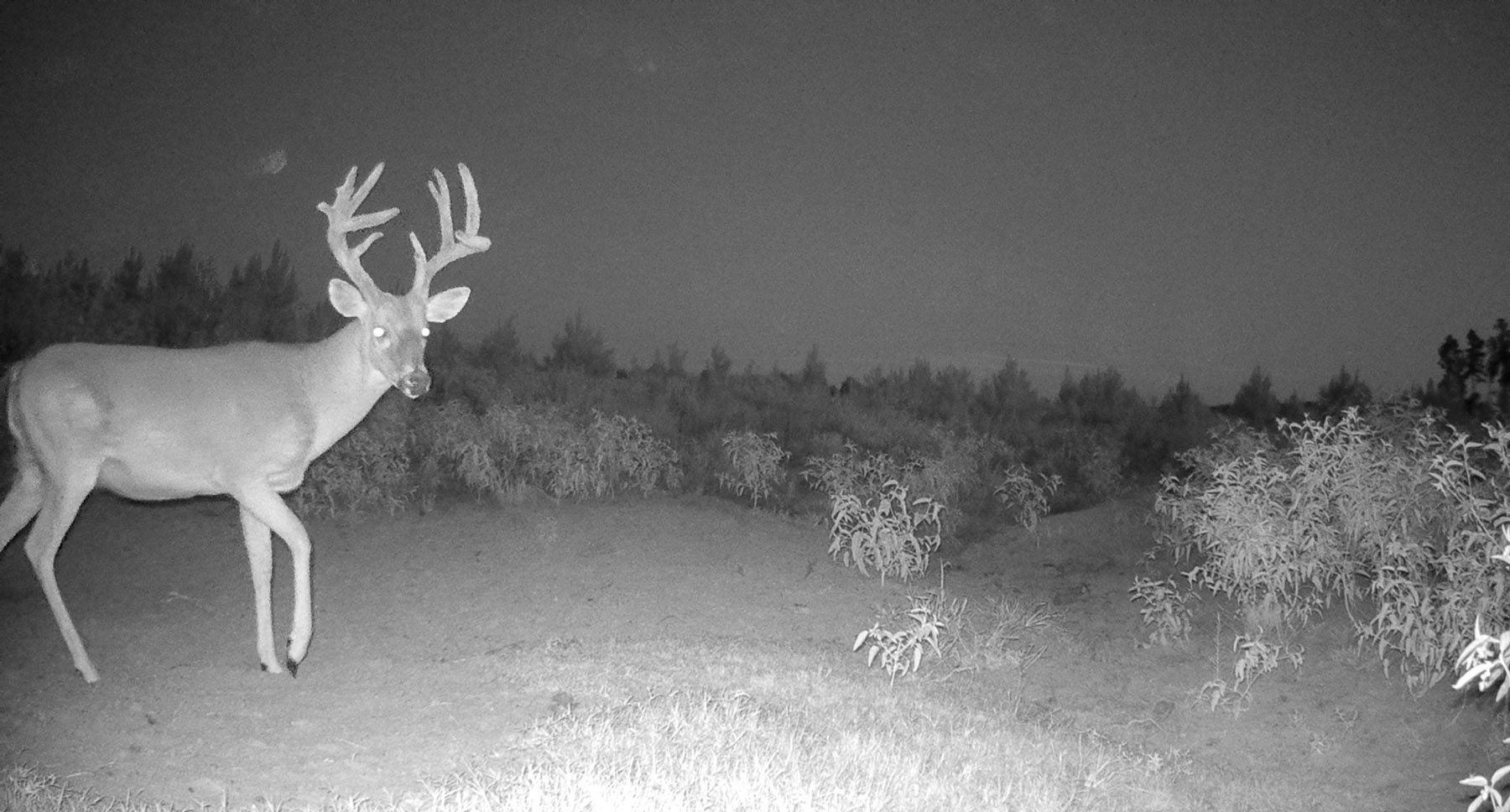 Bobcat Ridge Ranch property picture 86 of 99