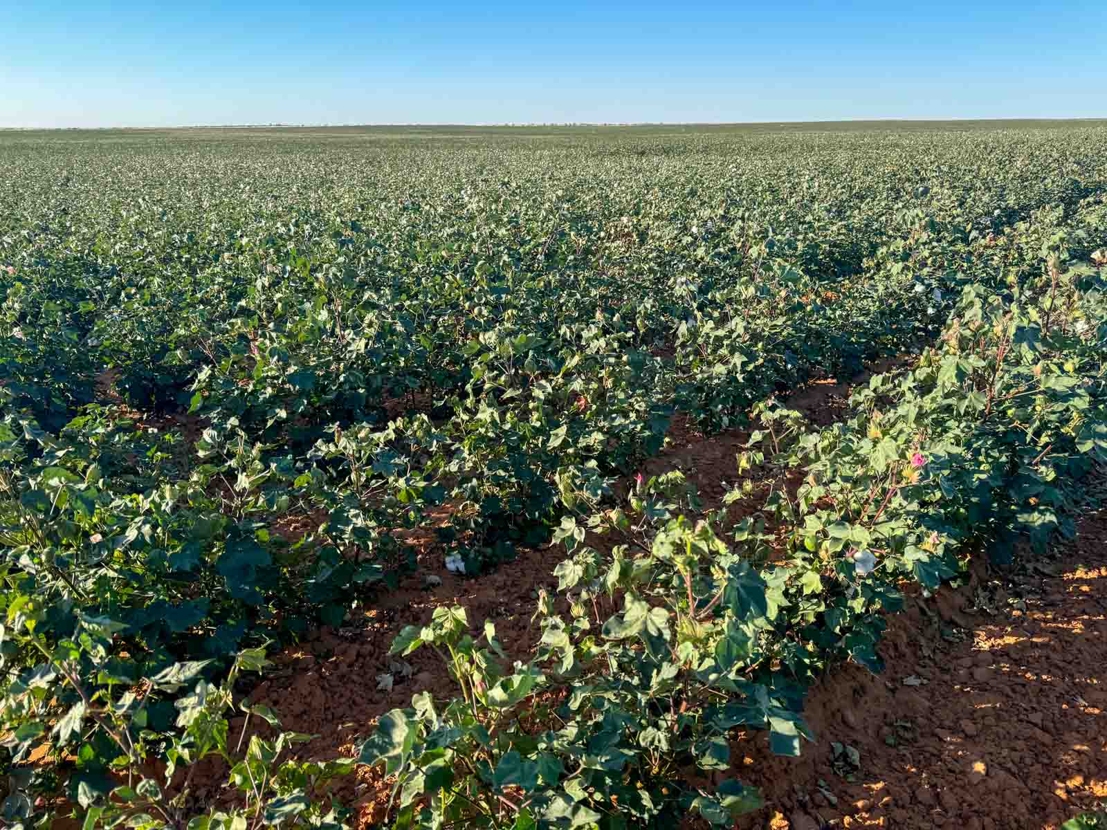 Warren Farms property picture 23 of 83