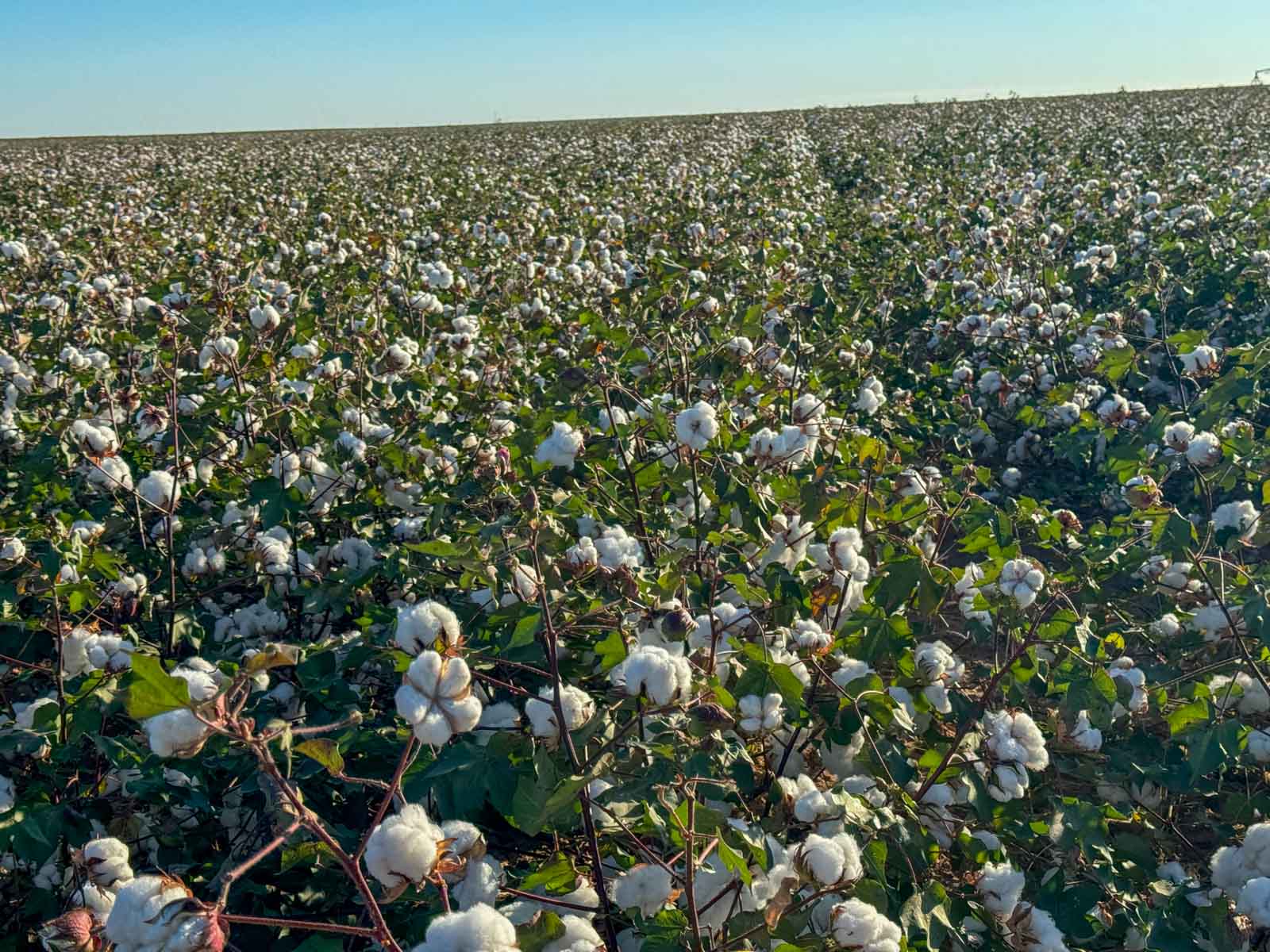 Warren Farms property picture 10 of 83