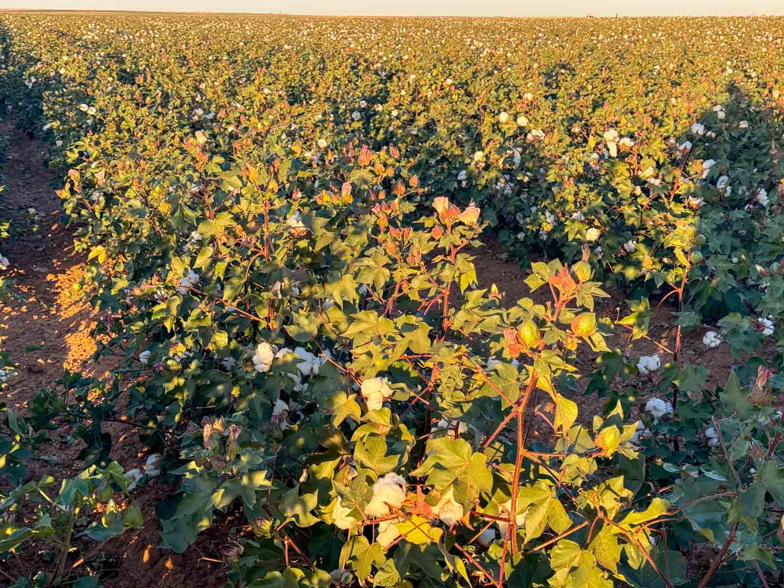 Warren Farms property picture 77 of 83