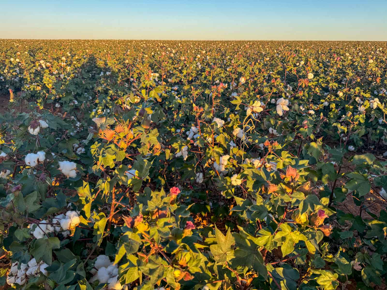 Warren Farms property picture 66 of 83