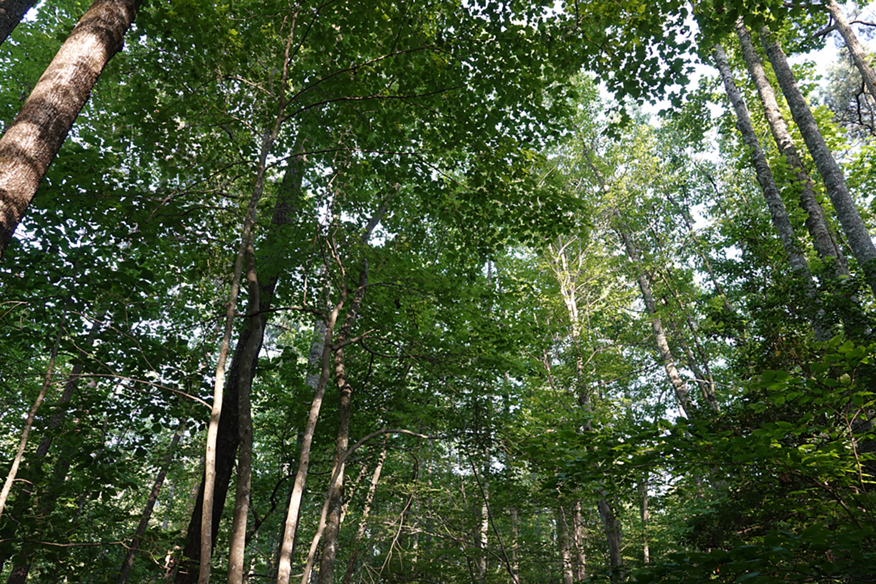 Preserve Tract property picture 3 of 9