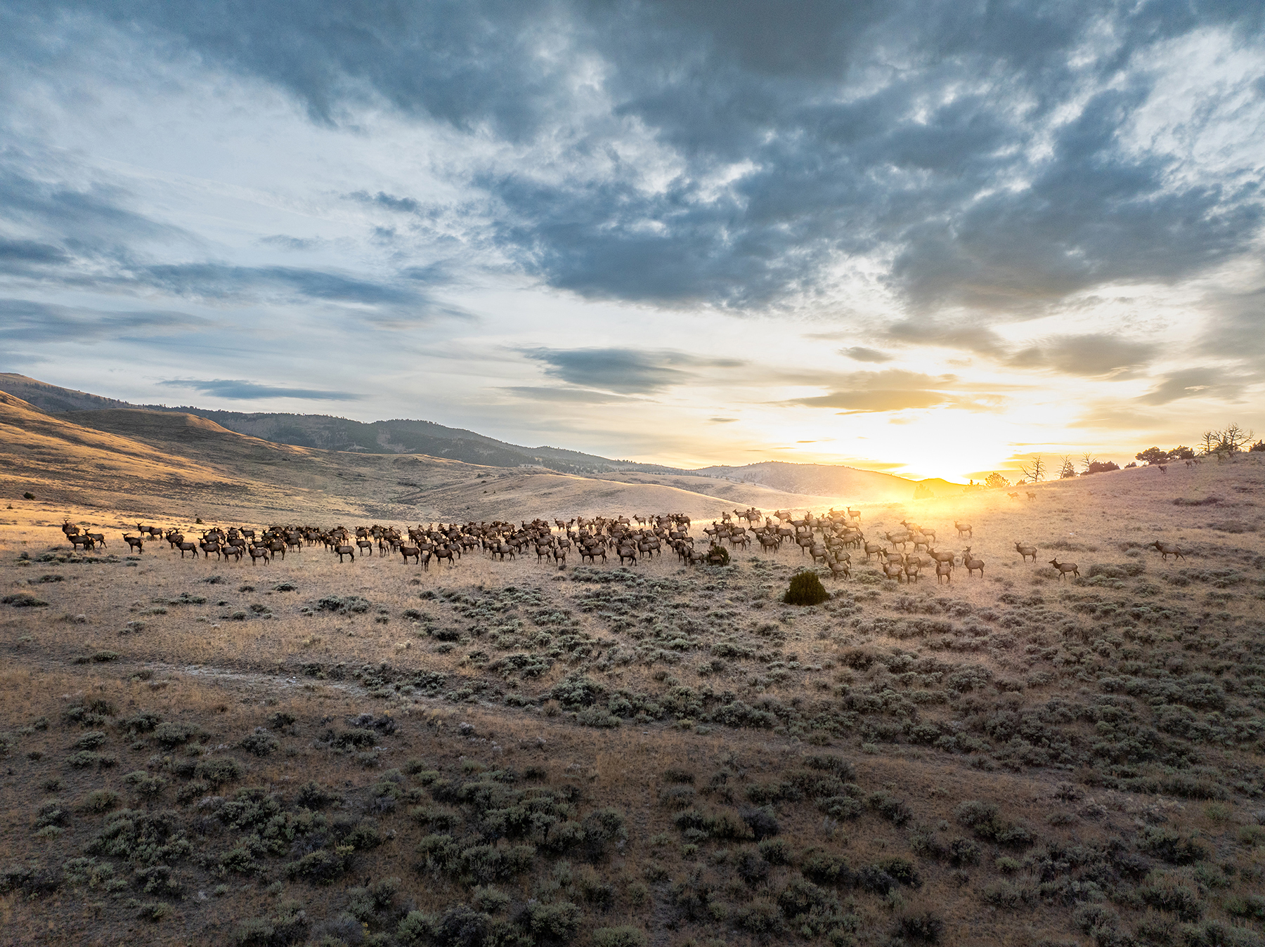 Carter Creek Ranch - For Sale - Montana - Hall and Hall