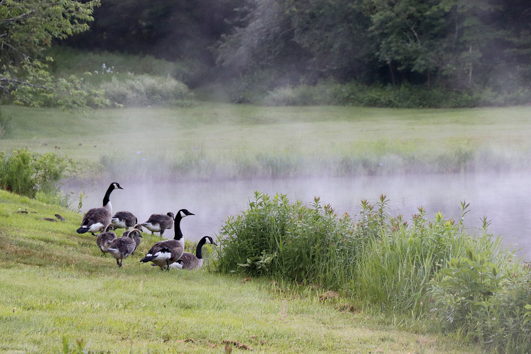 The Willo Preserve property picture 59 of 67