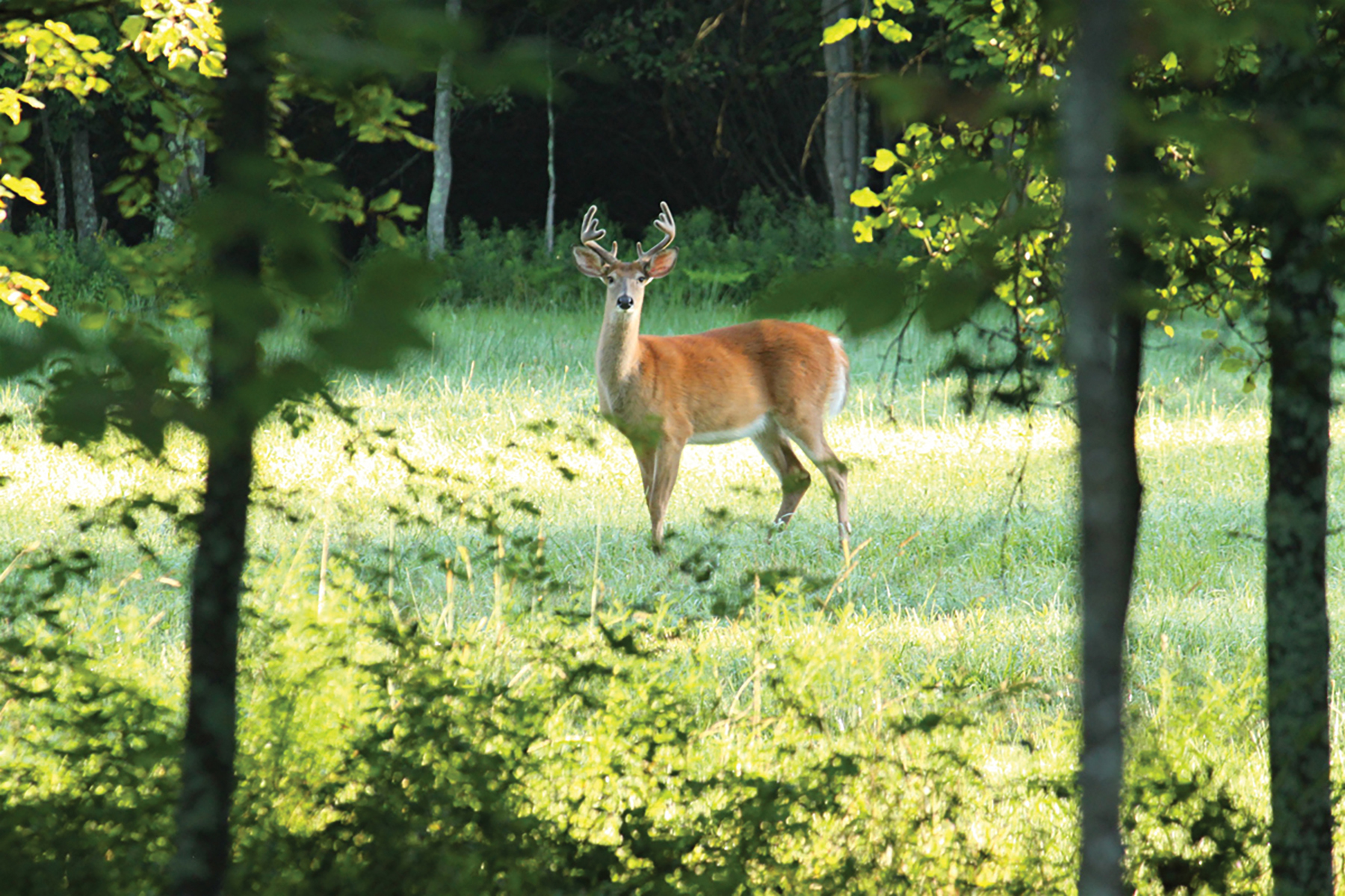 The Willo Preserve property picture 58 of 67