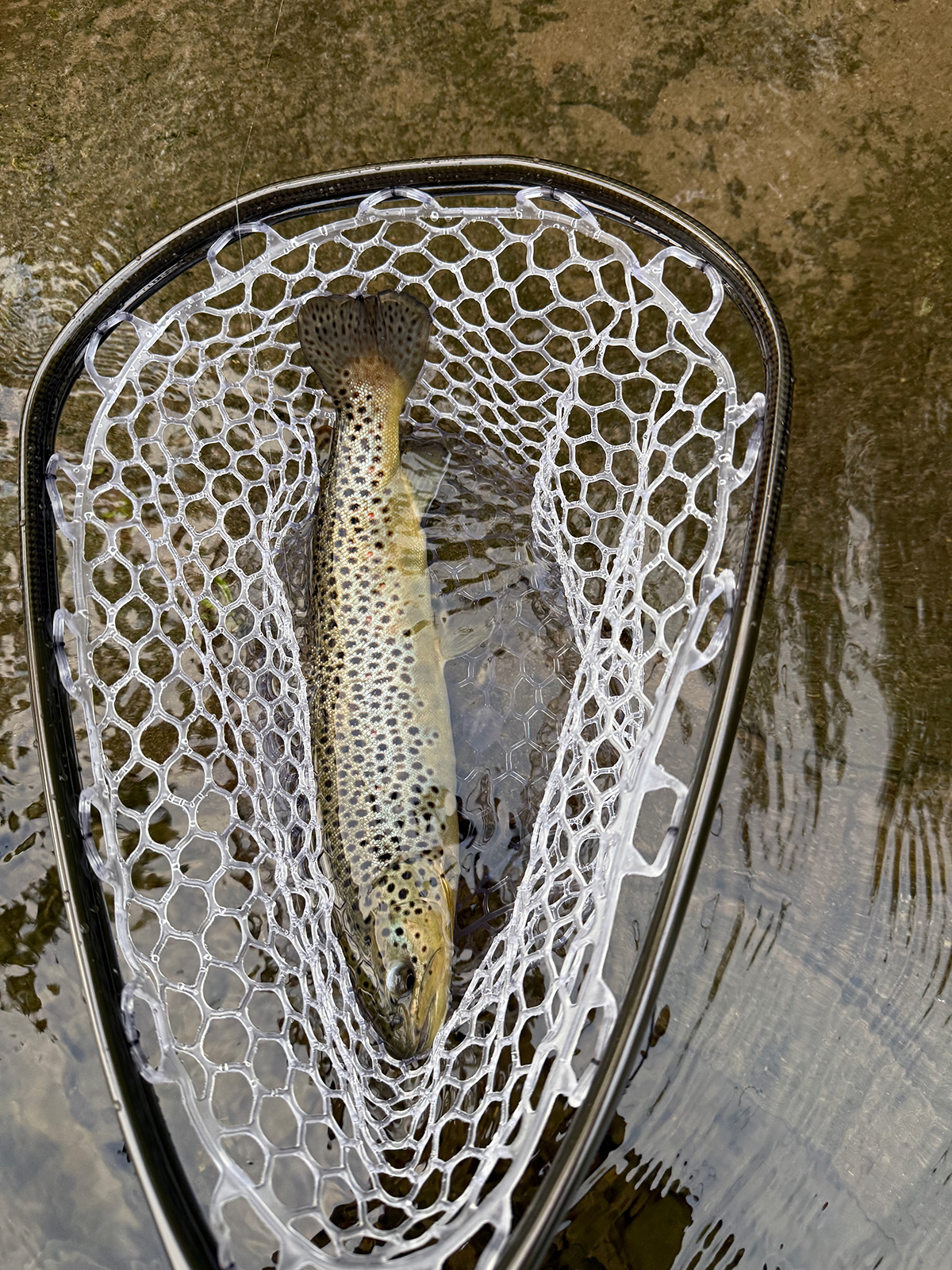 The Willo Preserve property picture 14 of 67