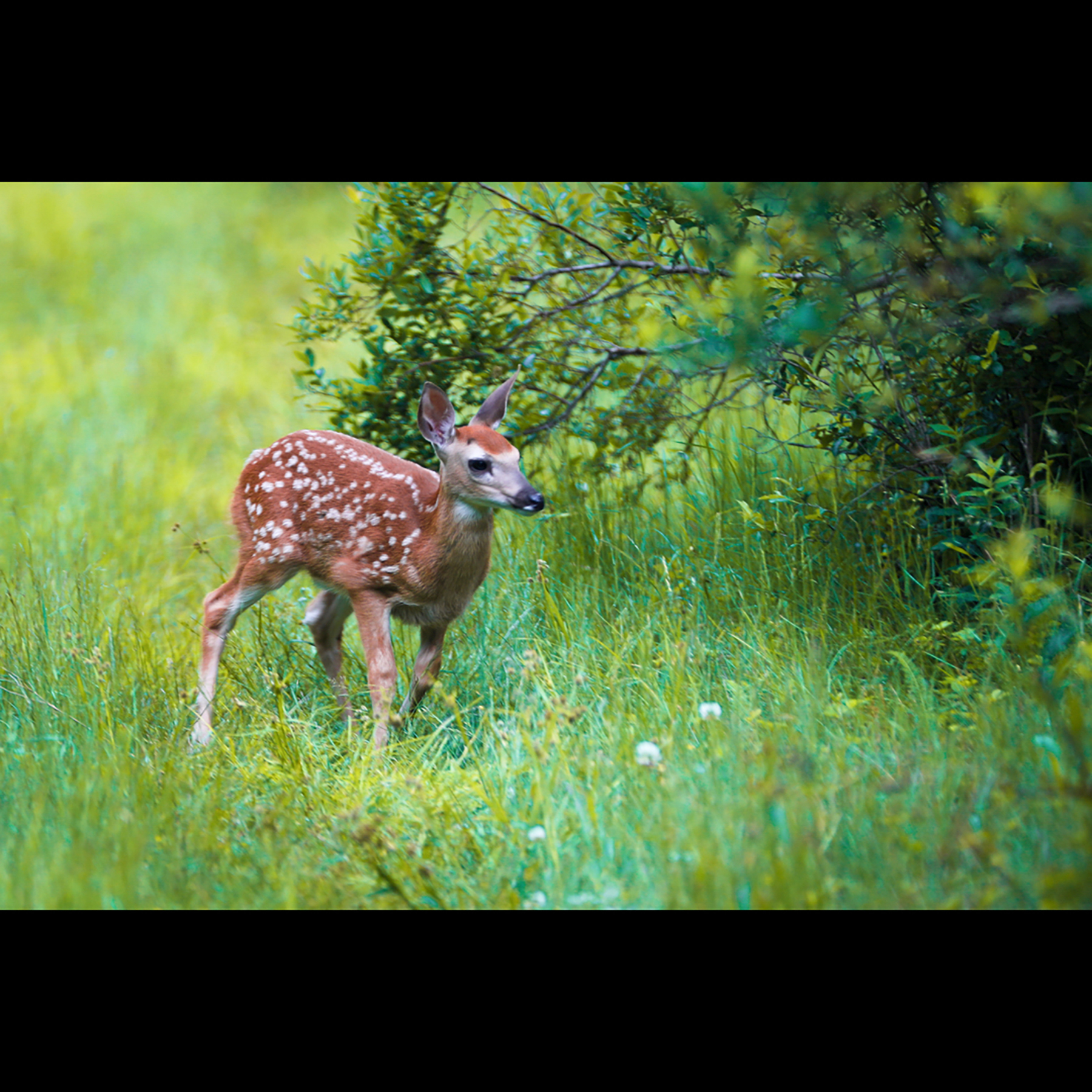 The Willo Preserve property picture 57 of 67