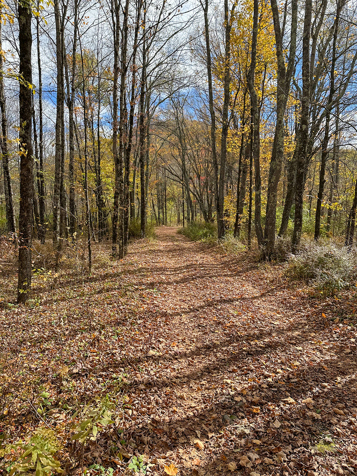 The Willo Preserve property picture 24 of 67