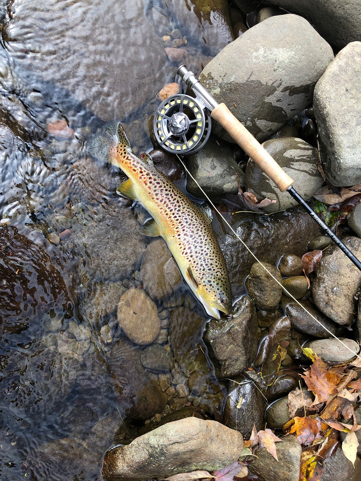 The Willo Preserve property picture 62 of 67