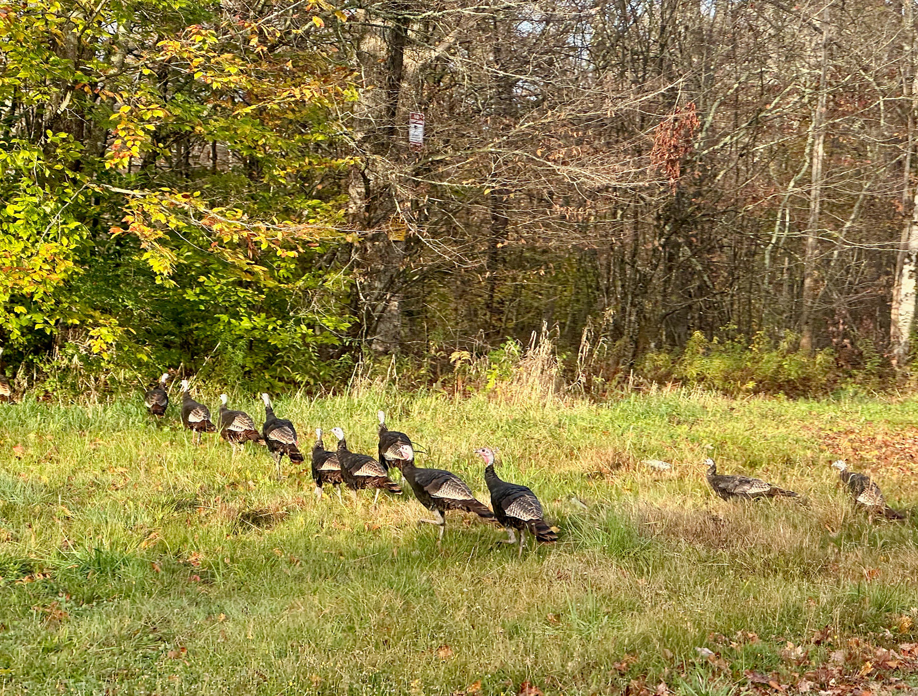 The Willo Preserve property picture 53 of 67