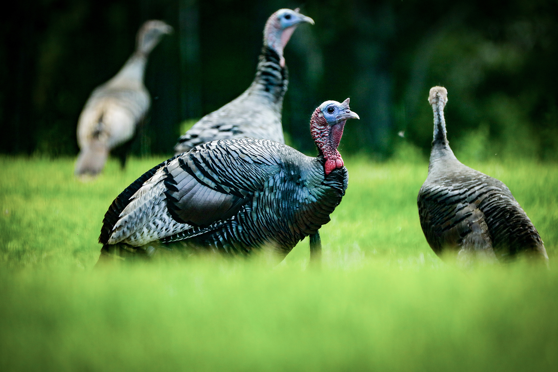 The Willo Preserve property picture 54 of 67