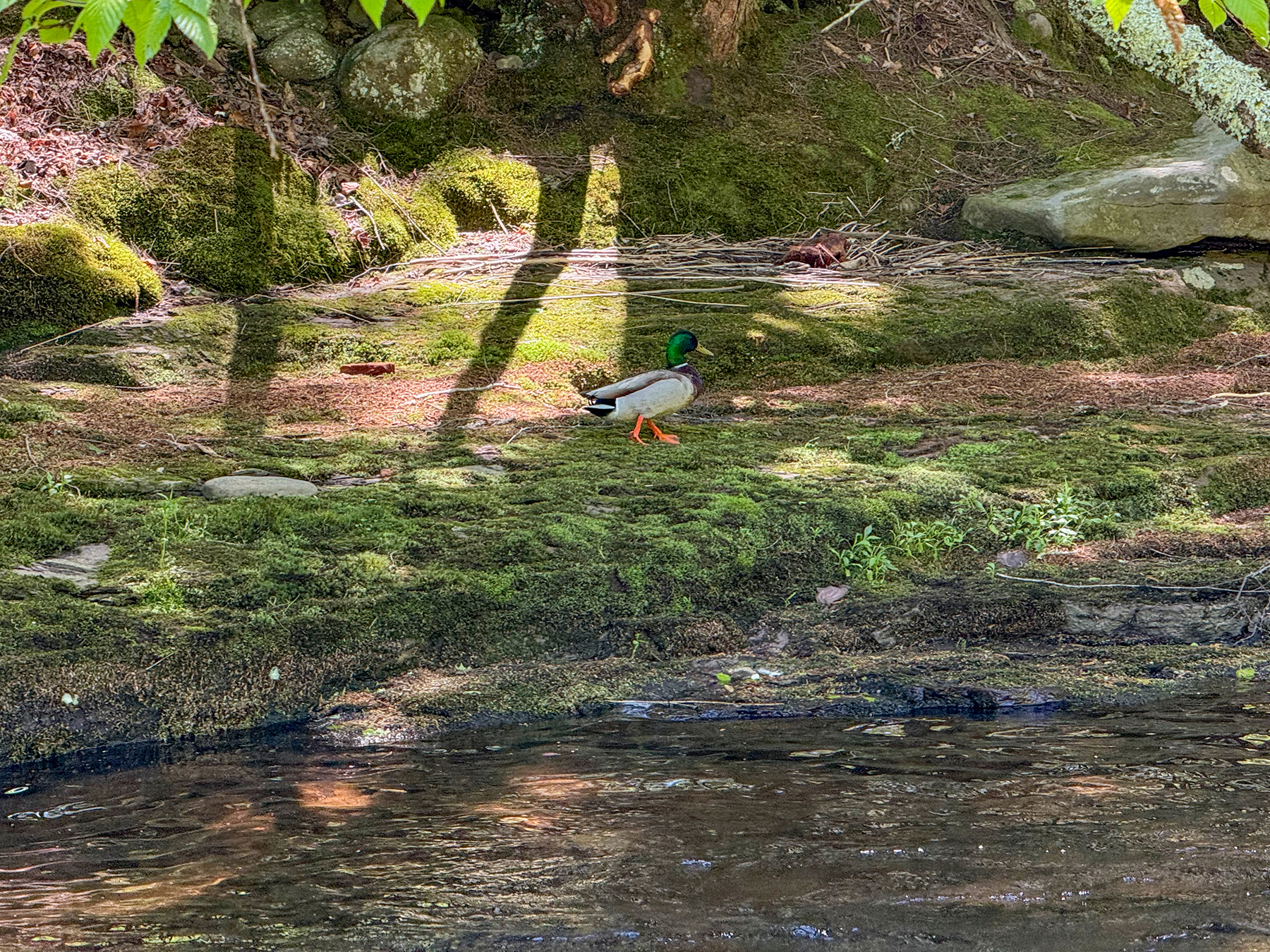 The Willo Preserve property picture 37 of 67